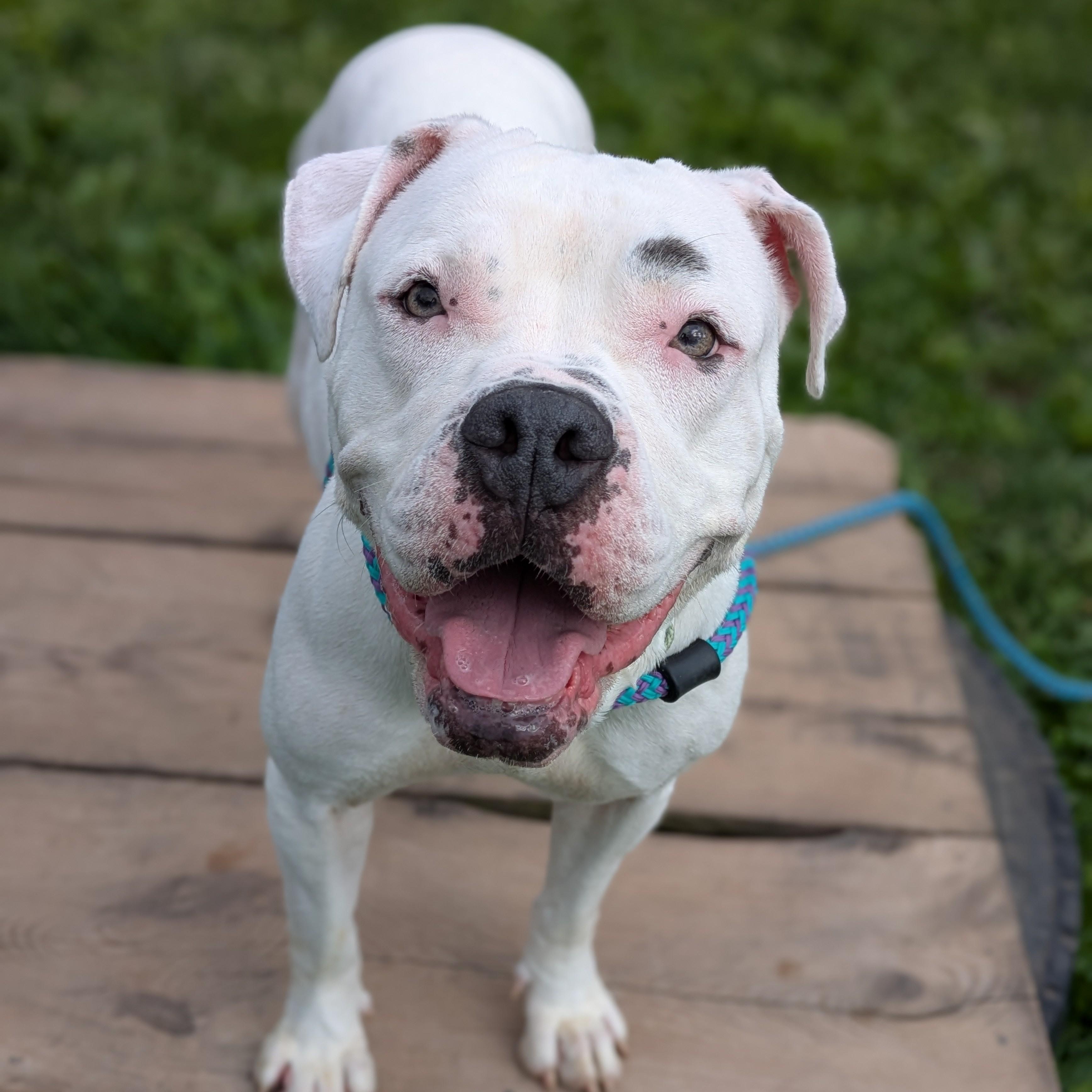 Enlarge Lucy, a Adoptable mixed breed in Syracuse, NY image 3/3