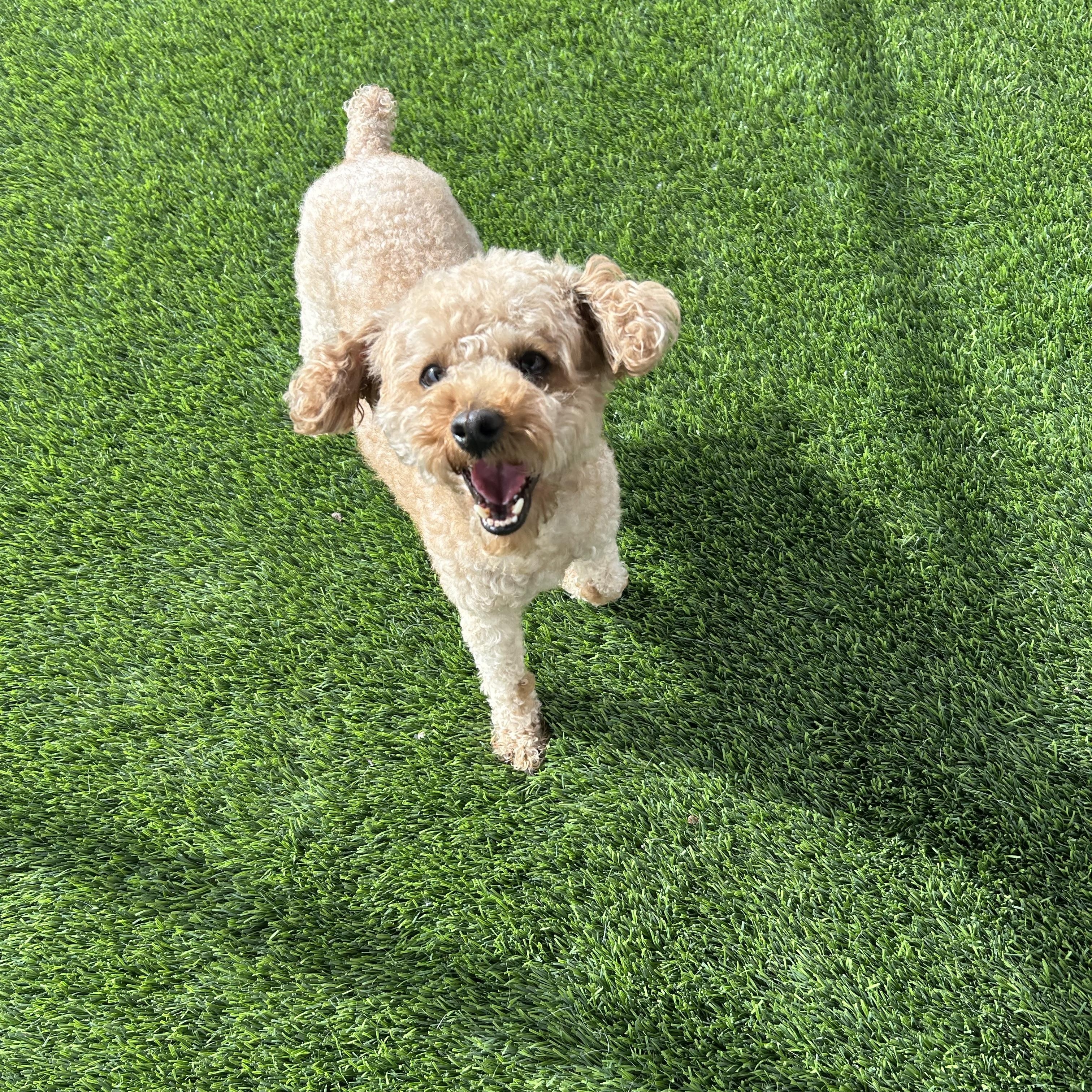 Ginger, adopted, Young Female Poodle.