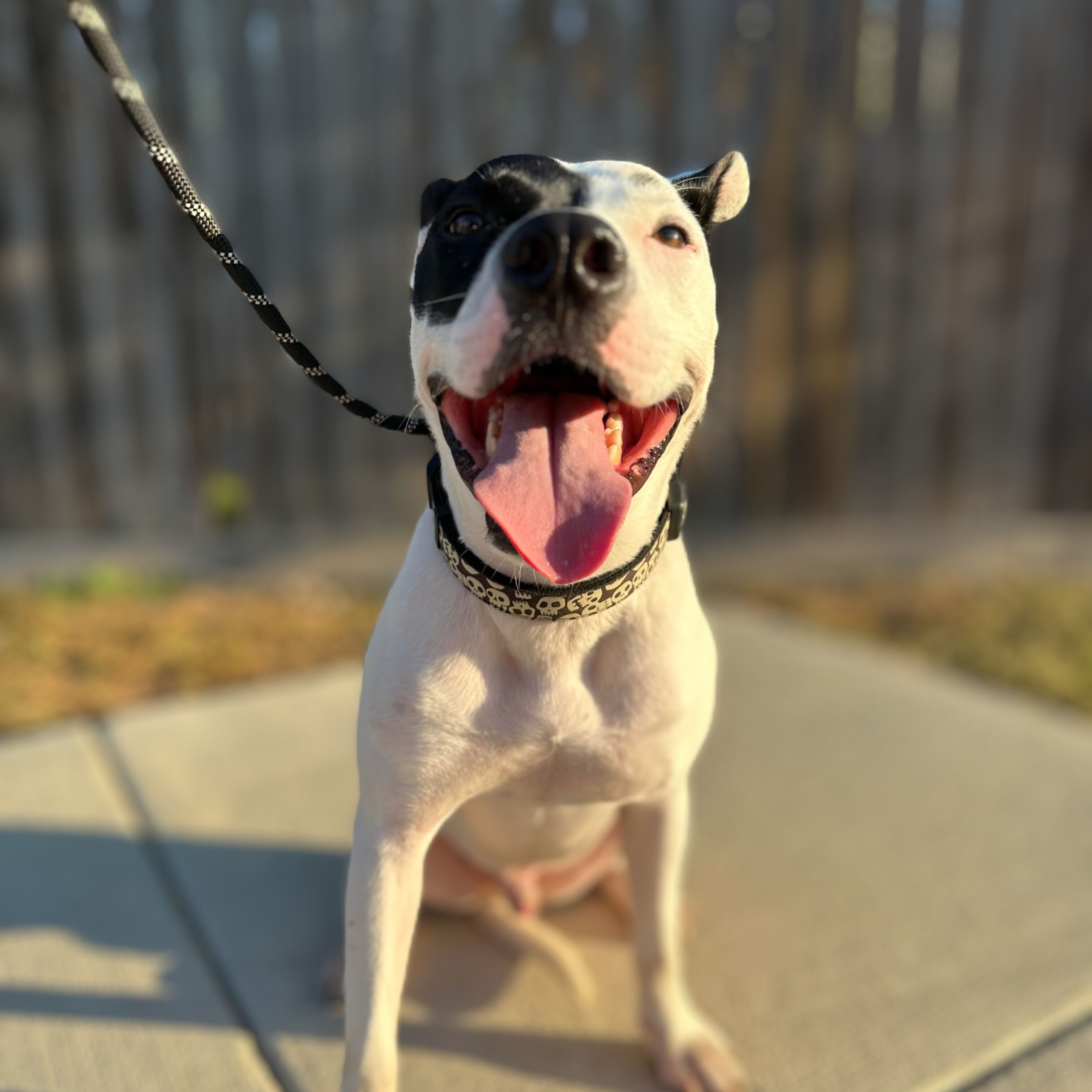 Dog for adoption Stanley, a Pit Bull Terrier & Terrier Mix in