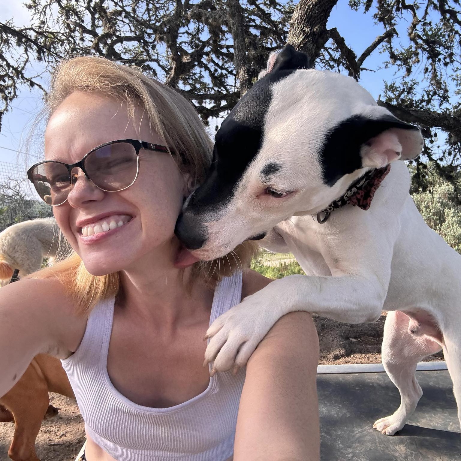 Dog for adoption Stanley, a Pit Bull Terrier & Terrier Mix in