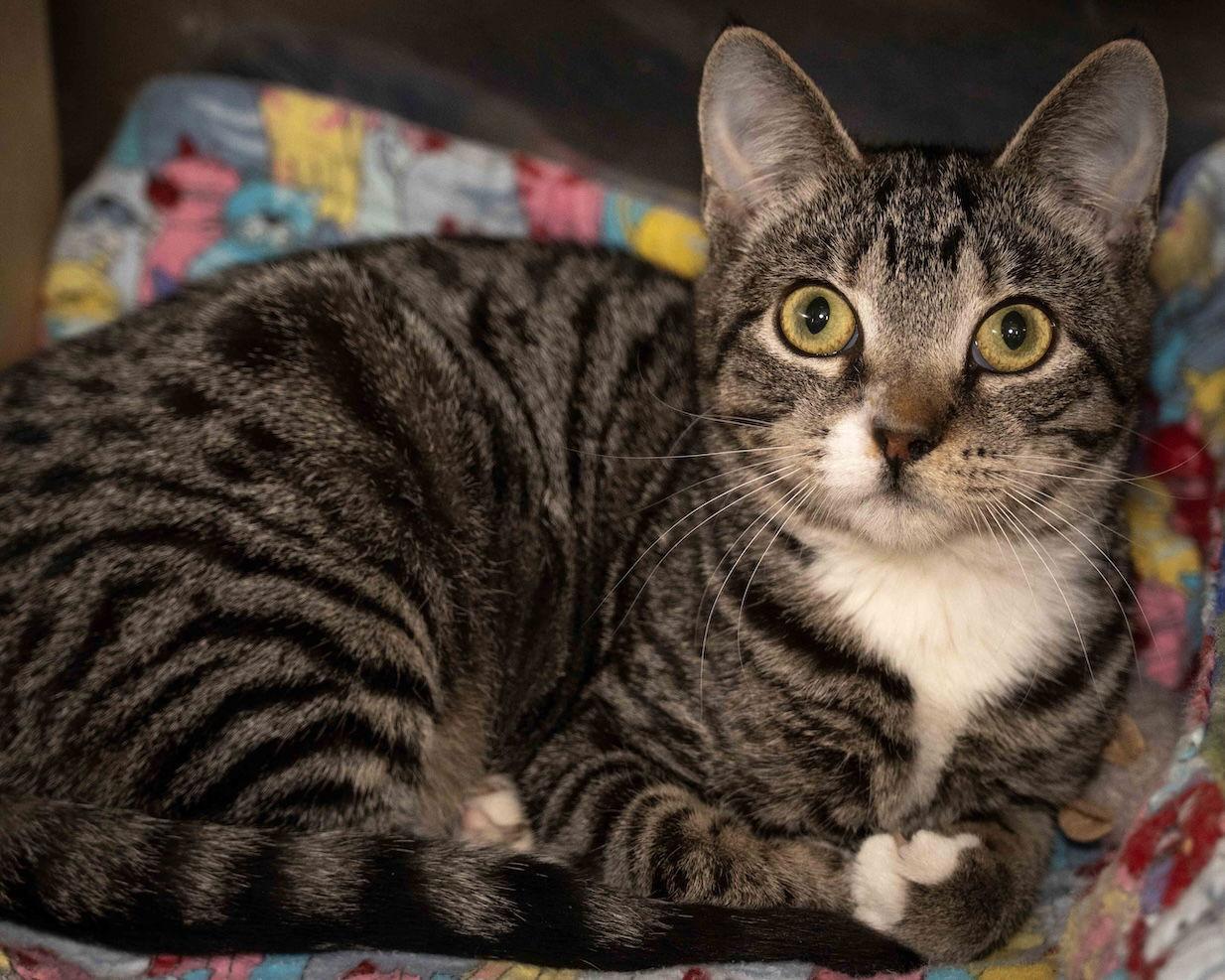 Hill, Adoptable, Young Male Domestic Short Hair.