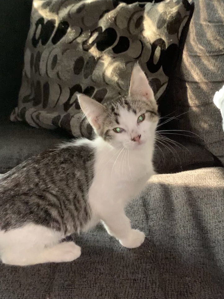 Cat for adoption Annabeth, a Domestic Short Hair in Kirksville, MO