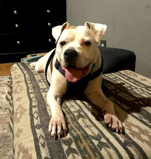 Enlarge Dolly, a Adopted mixed breed in Hartford, CT image 3/6