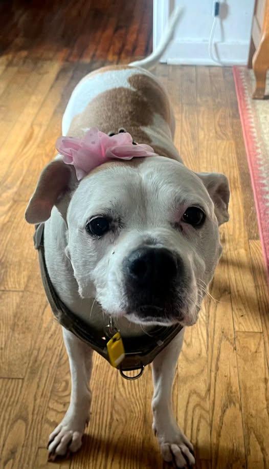 Enlarge Dolly, a Adopted mixed breed in Hartford, CT image 2/6