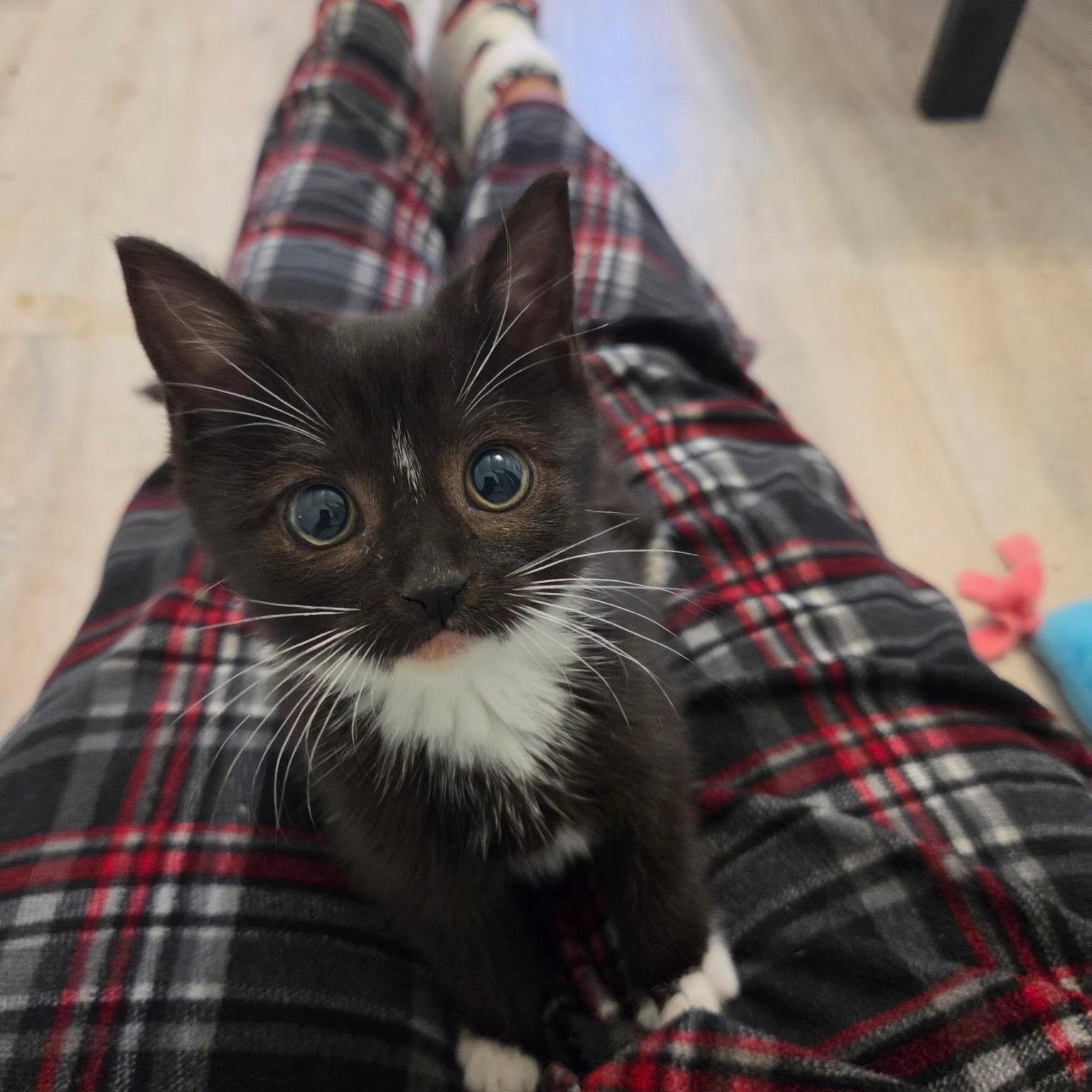 Rhiannon, Adoptable, Kitten Female Domestic Short Hair & Tuxedo.