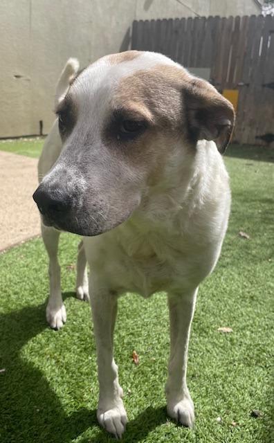 Hiro, a Adoptable mixed breed image 1/2