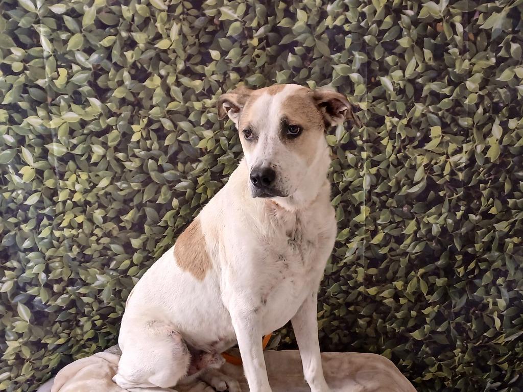 Enlarge Hiro, a Adoptable mixed breed in Fort Worth, TX image 5/6