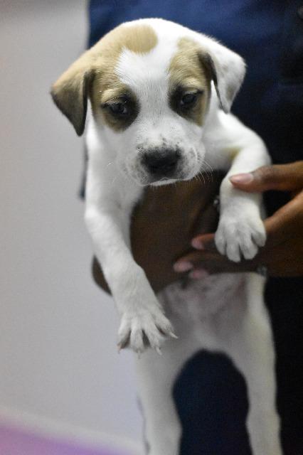 Enlarge Hiro, a Adoptable mixed breed in Fort Worth, TX image 6/6