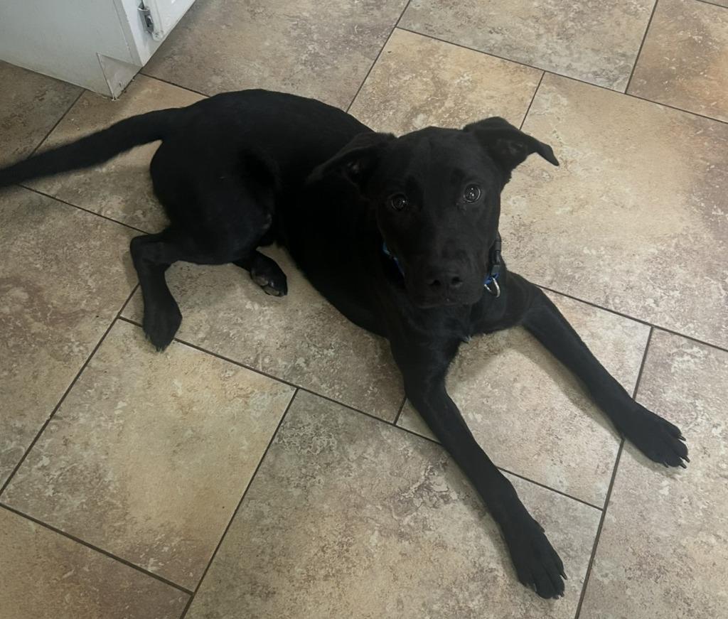 Enlarge Rocky (Courtesy Post), a Adoptable Labrador Retriever in Rutherfordton, NC image 1/1