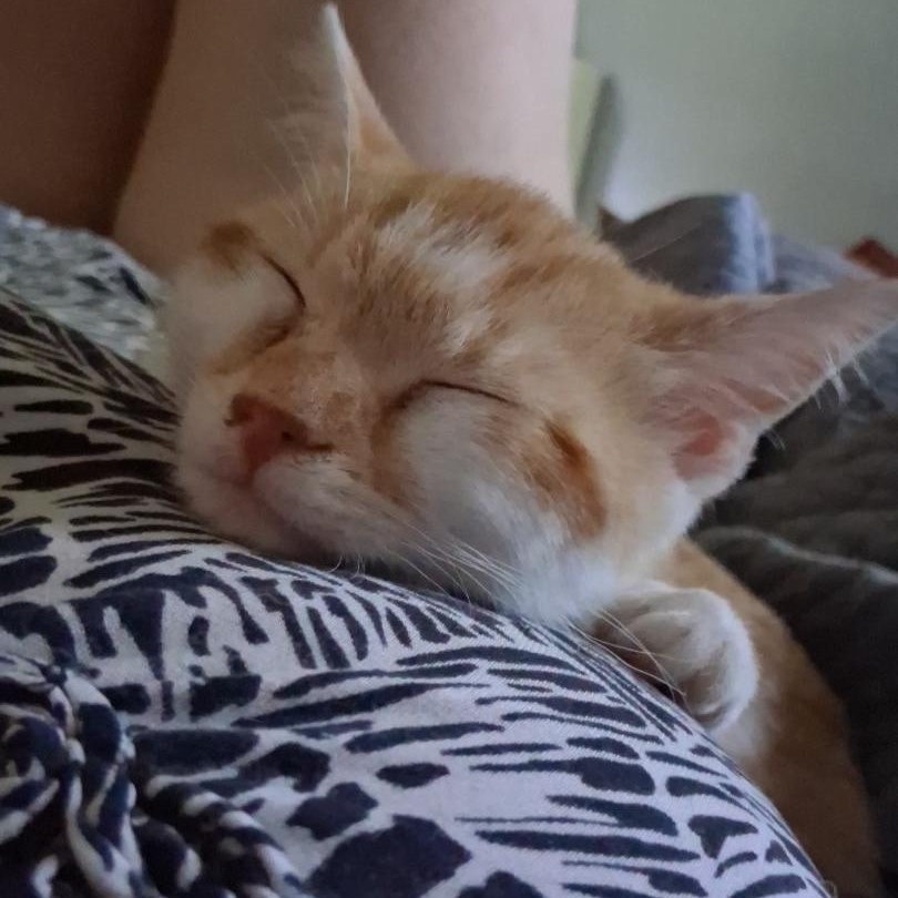 Little Princess, ADOPTABLE, Kitten Female Domestic Short Hair.