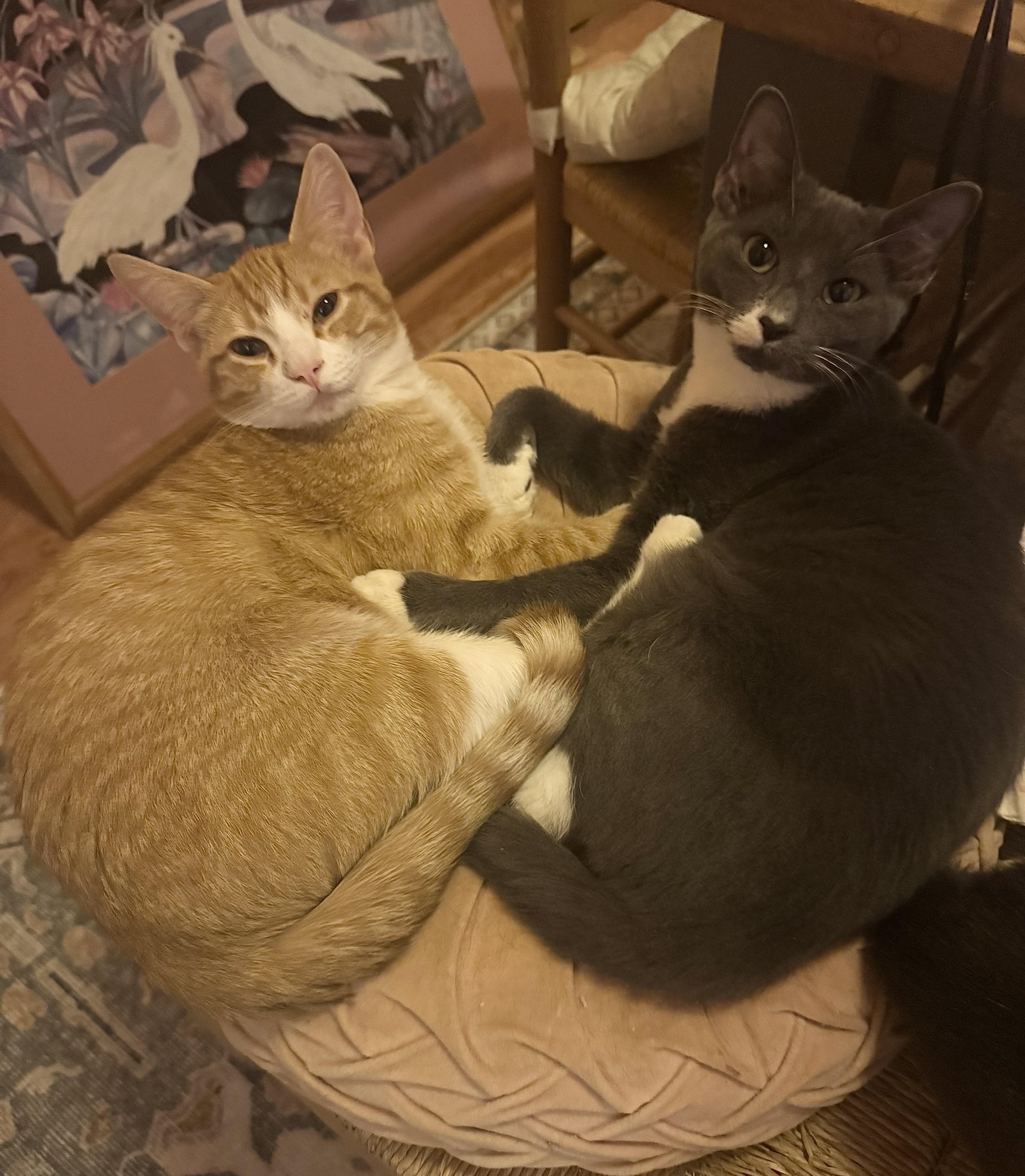 Enlarge Tiggy, an adopted Domestic Short Hair in Philadelphia , PA image 6/6