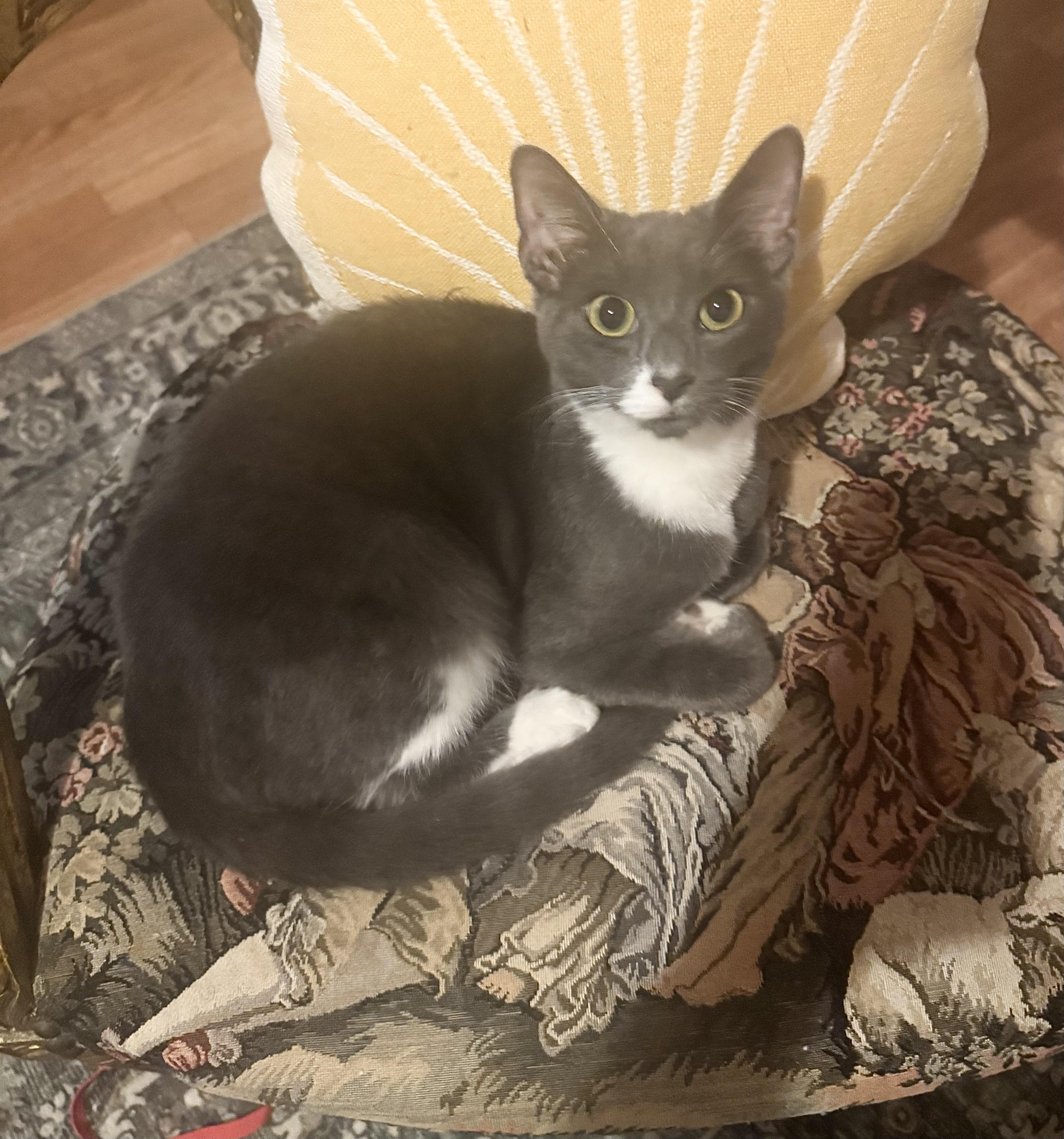 Enlarge Tiggy, an adopted Domestic Short Hair in Philadelphia , PA image 2/6