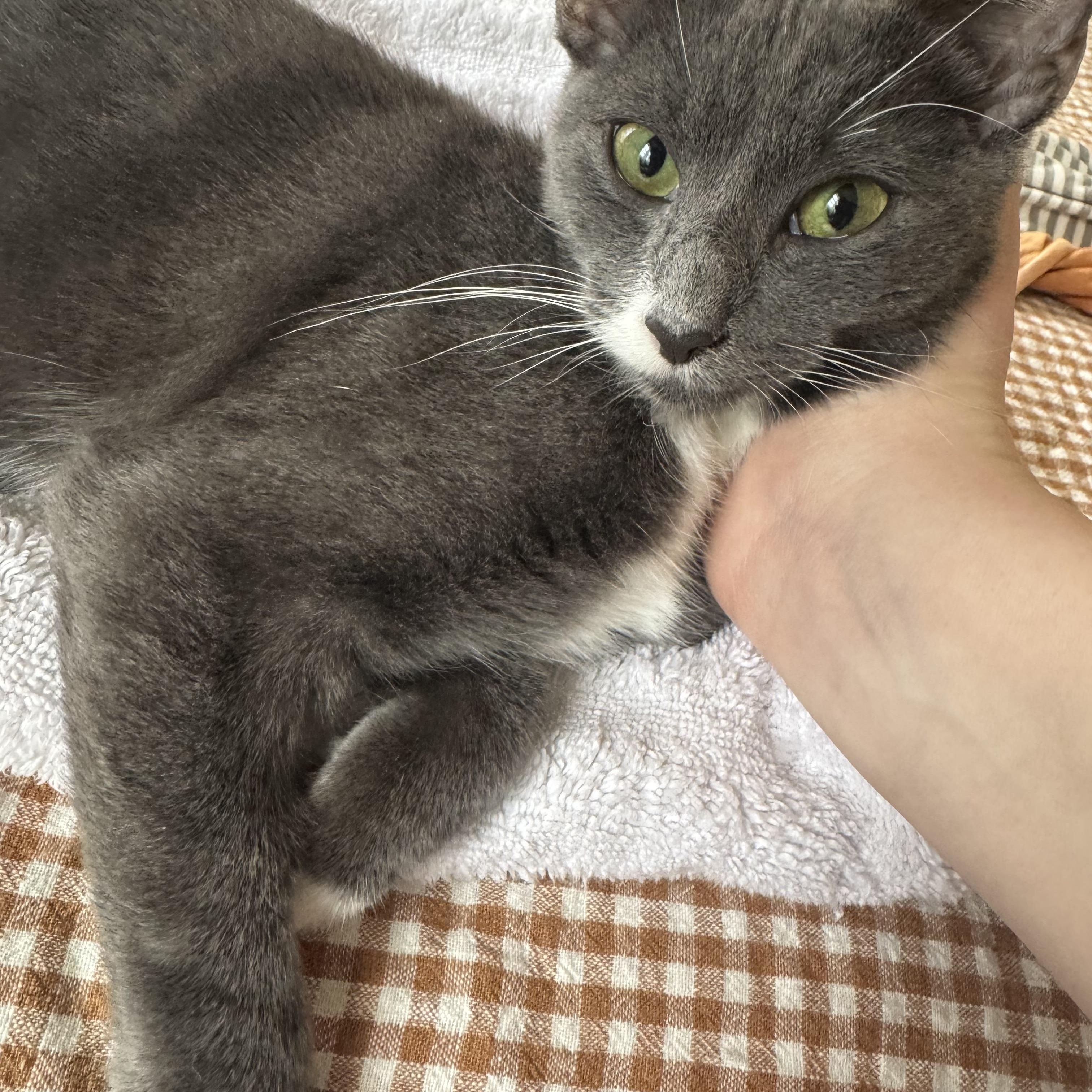 Enlarge Tiggy, an adopted Domestic Short Hair in Philadelphia , PA image 1/6