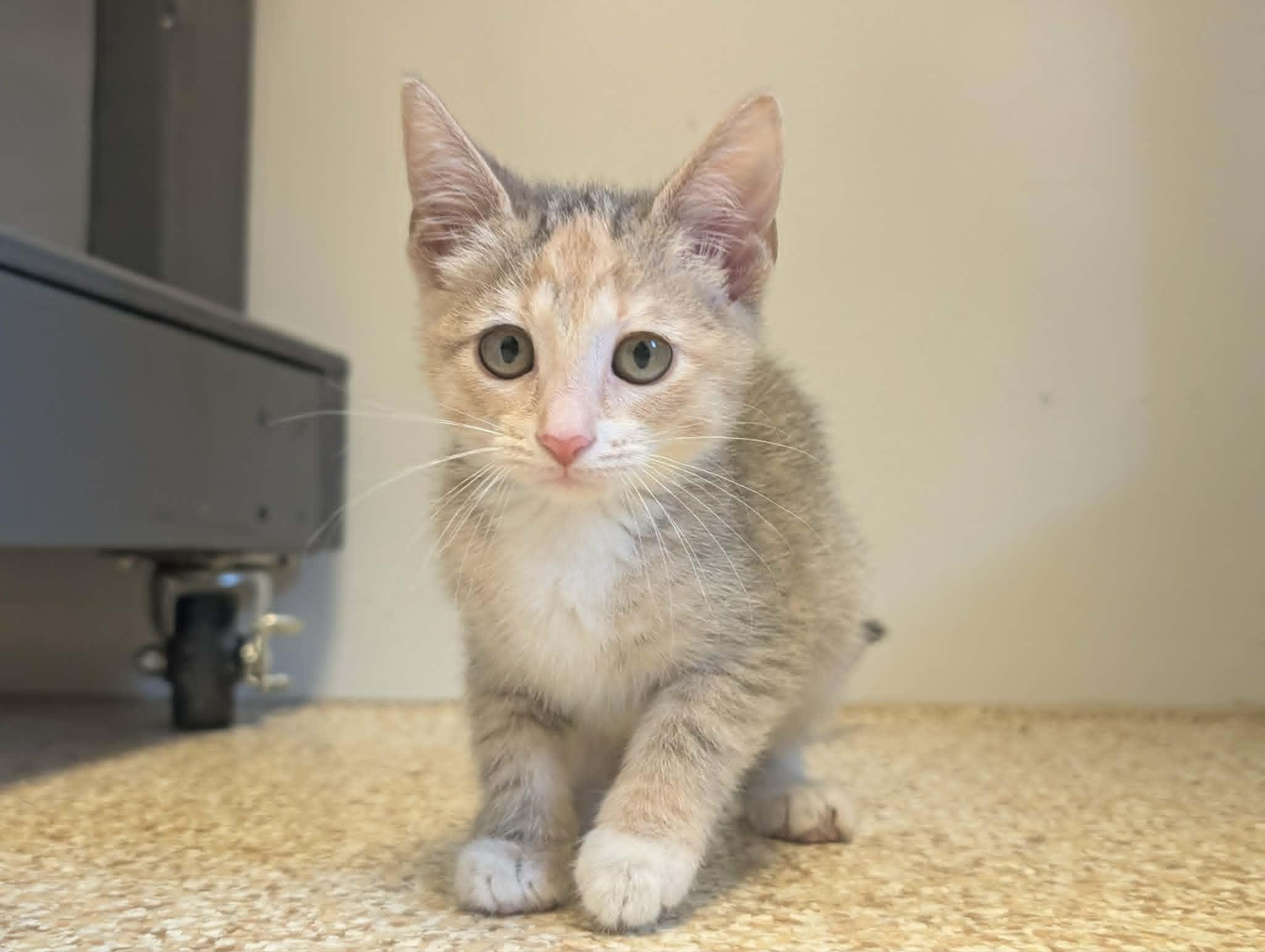 Sosa, Adopted, Young Female Dilute Calico.