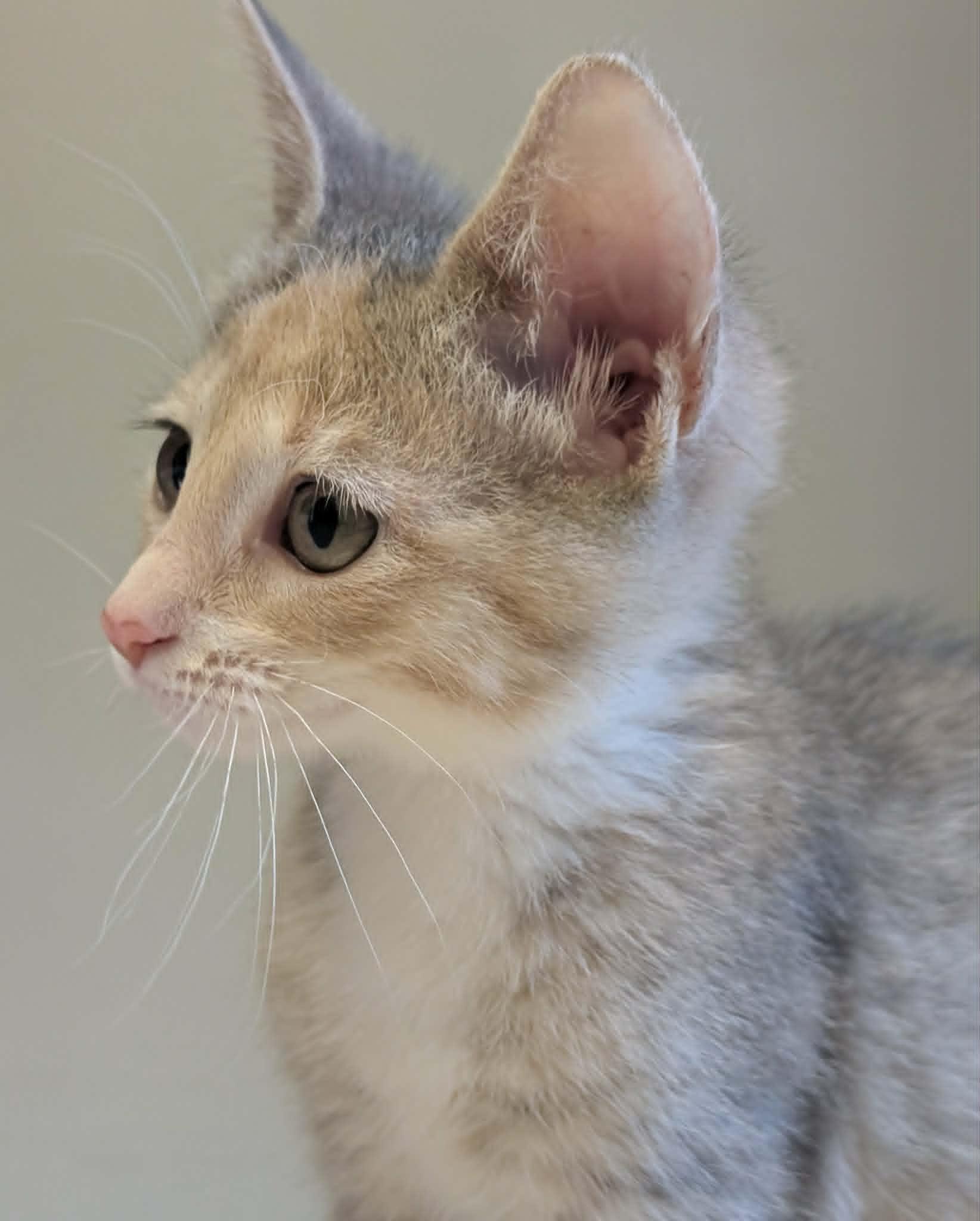 Enlarge Sosa, a Adopted mixed breed in Waupun, WI image 3/4