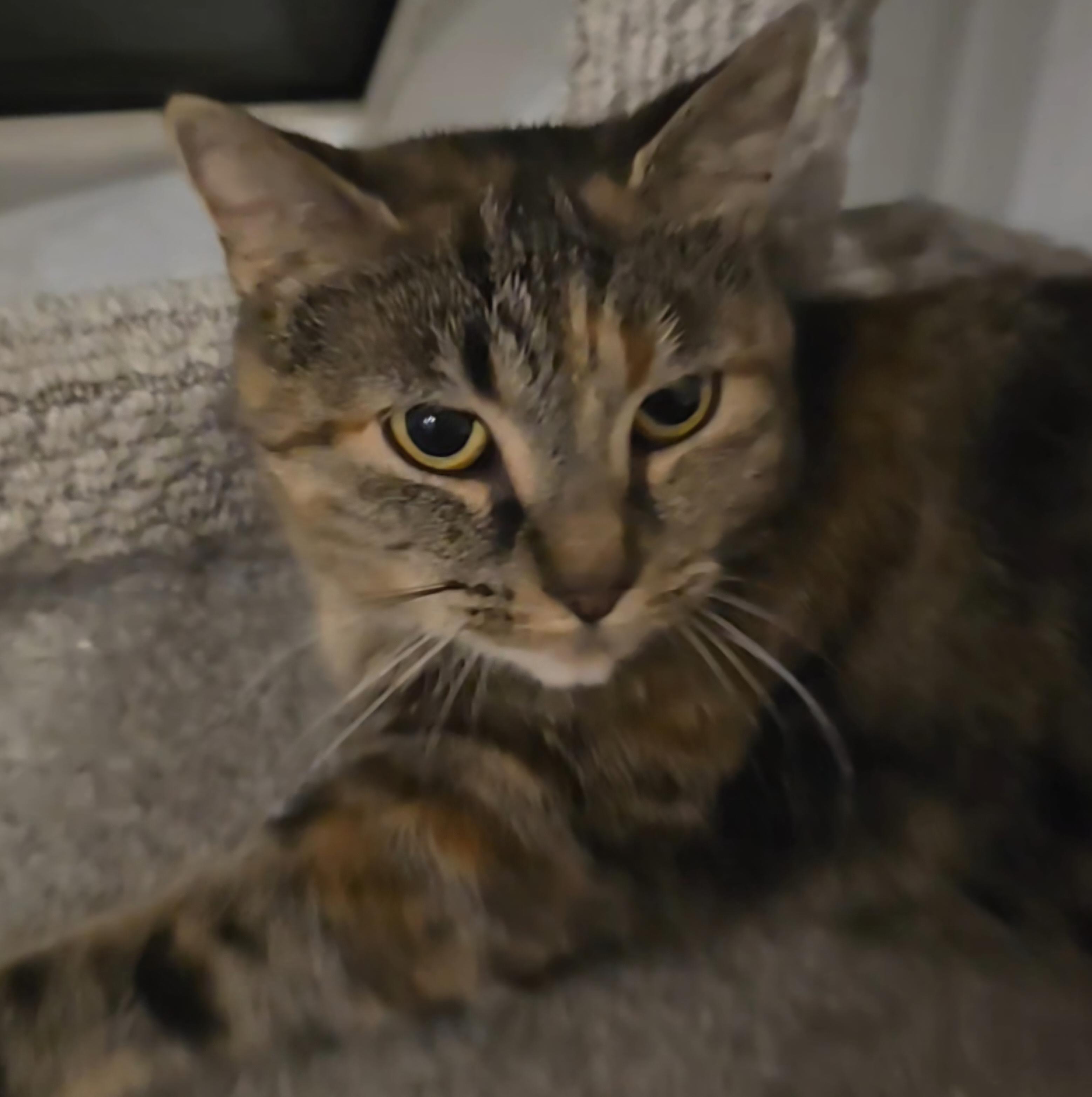 Enlarge Toffee, a Adoptable Tortoiseshell in Stevensville, ON image 2/2