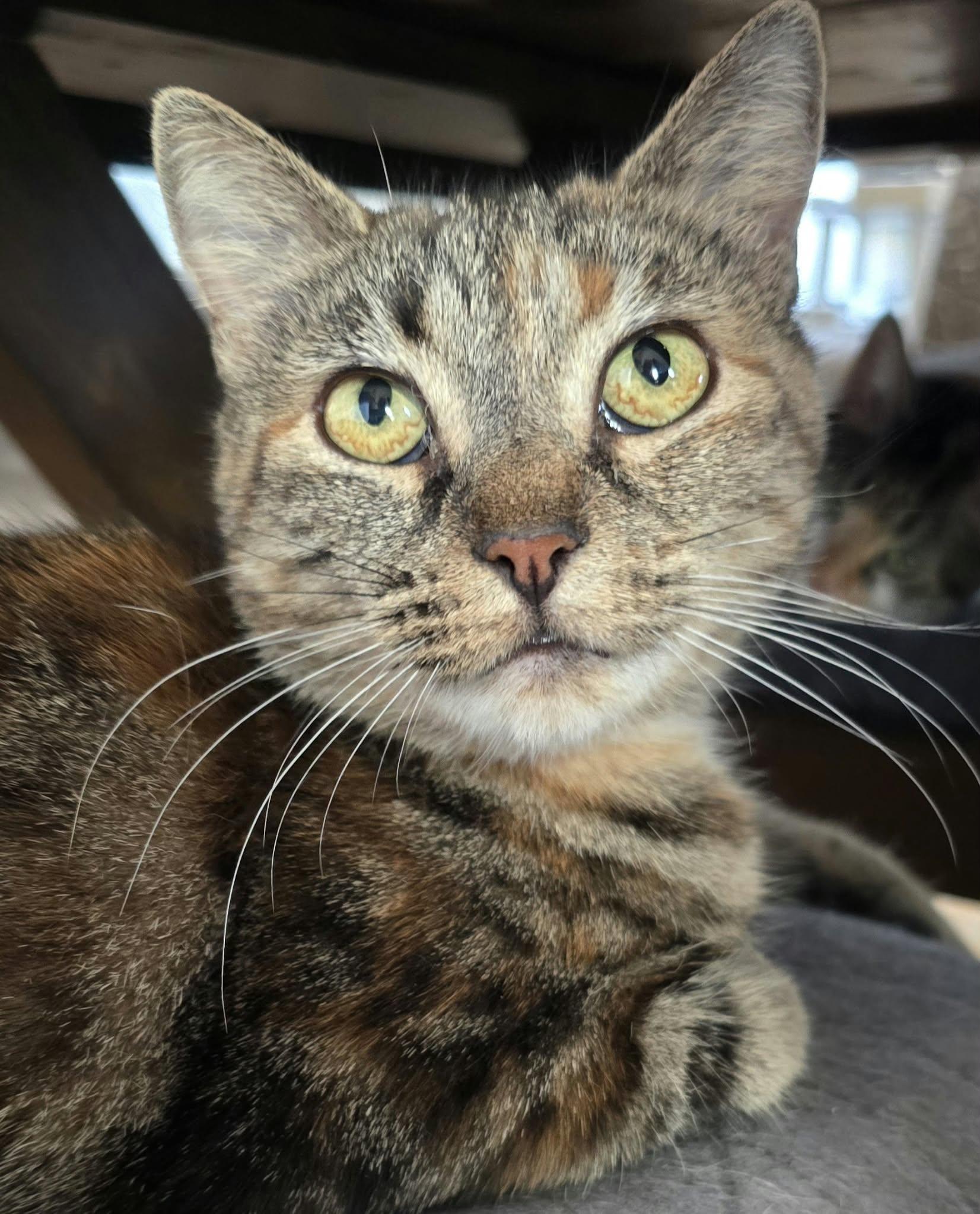 Toffee, Adoptable, Adult Female Tortoiseshell.
