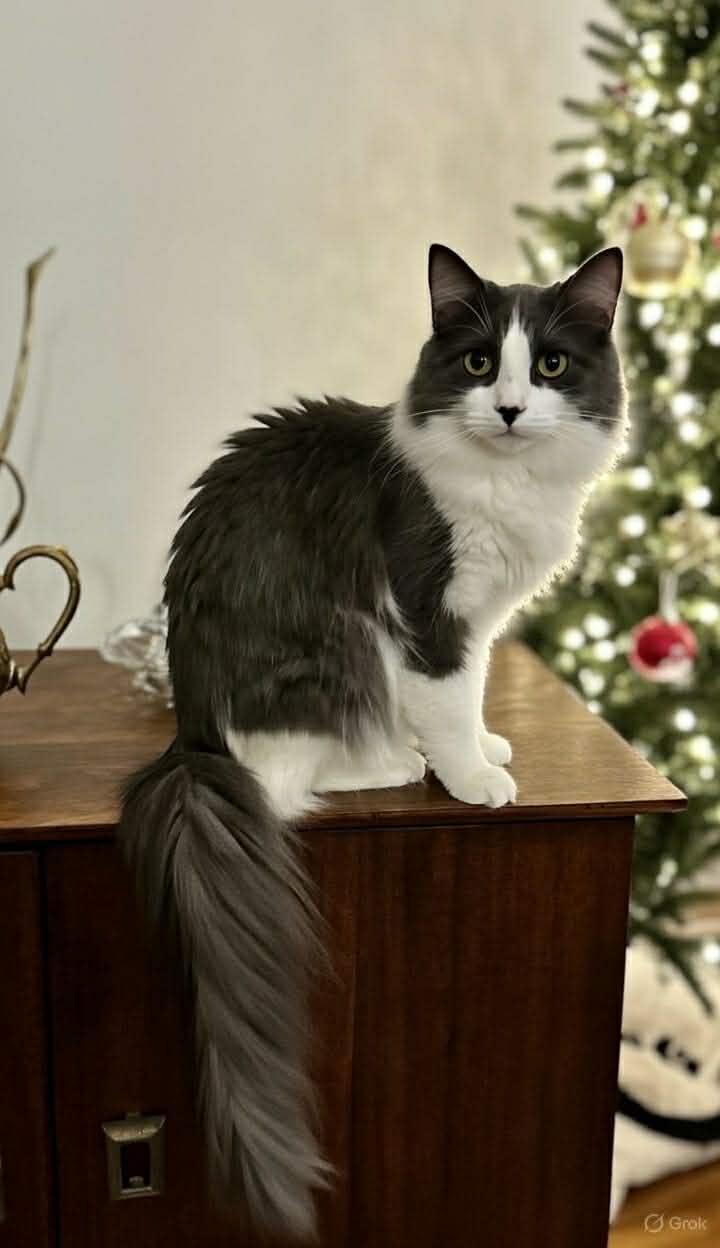 Enlarge Dream Weaver, a Adoptable mixed breed in Steinbach, MB image 1/6