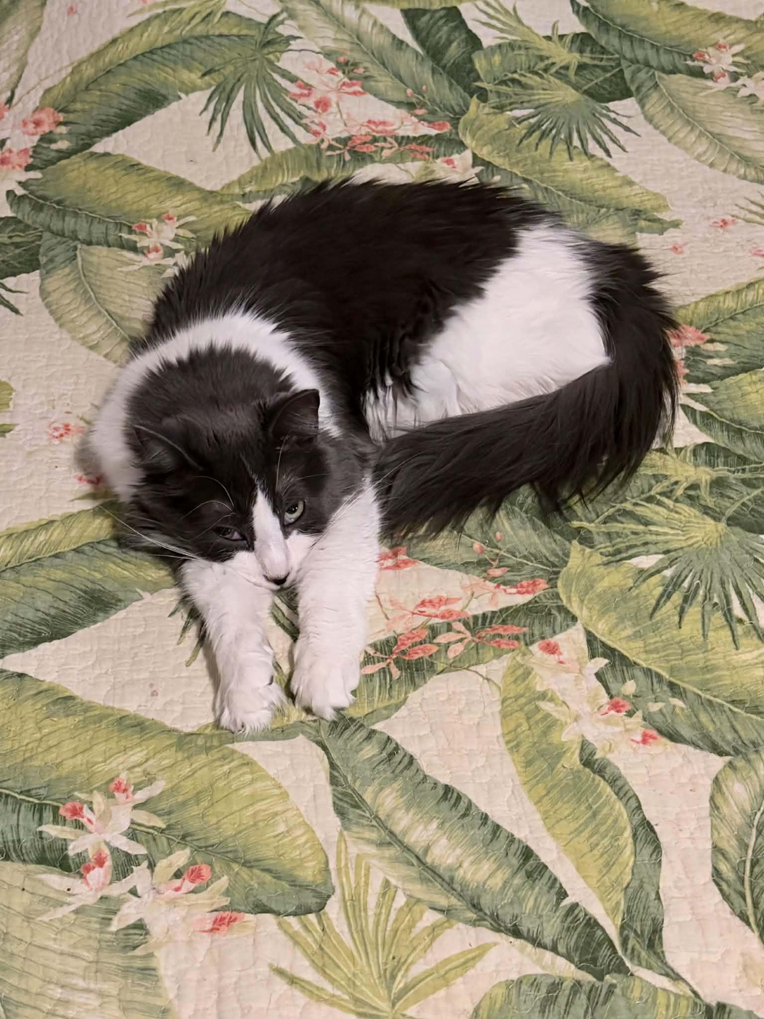 Enlarge Dream Weaver, a Adoptable mixed breed in Steinbach, MB image 2/6