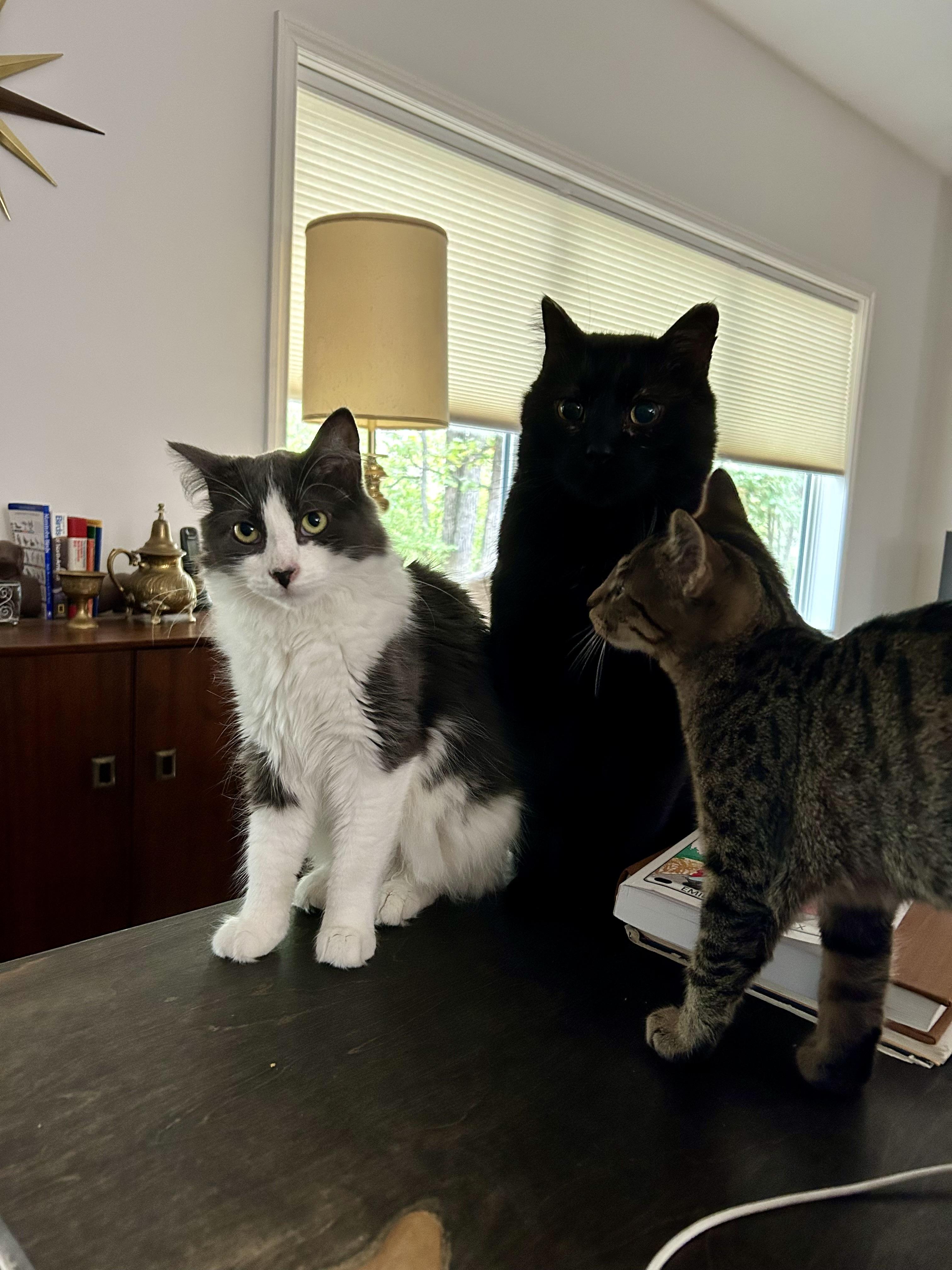 Enlarge Dream Weaver, a Adoptable mixed breed in Steinbach, MB image 2/6