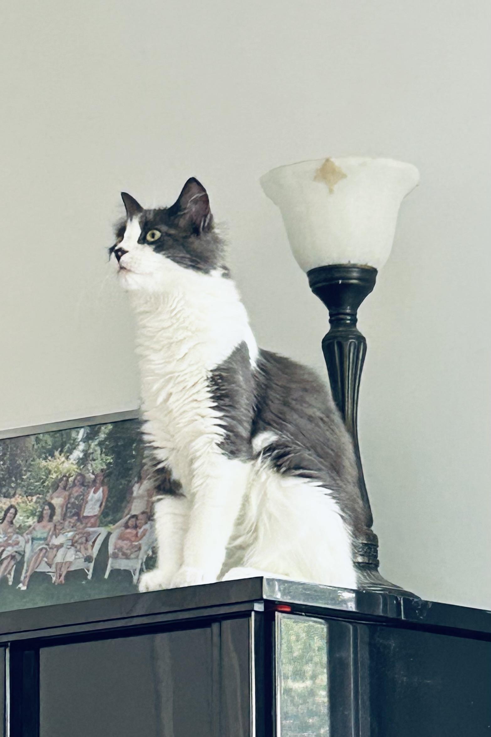 Enlarge Dream Weaver, a Adoptable mixed breed in Steinbach, MB image 3/6