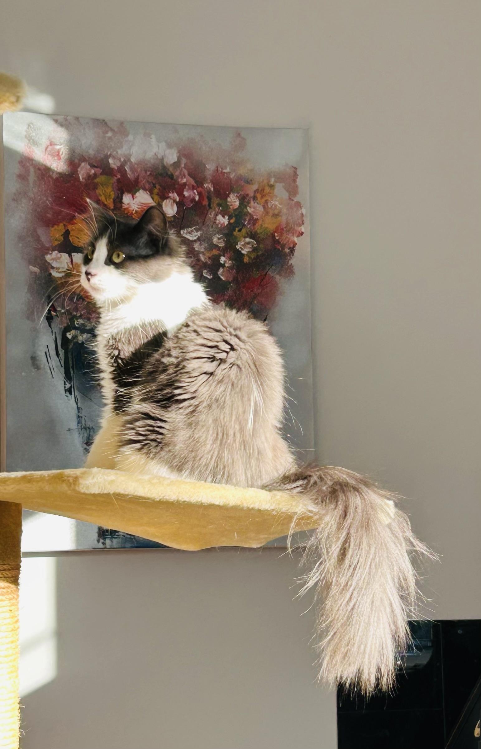 Enlarge Dream Weaver, a Adoptable mixed breed in Steinbach, MB image 4/6