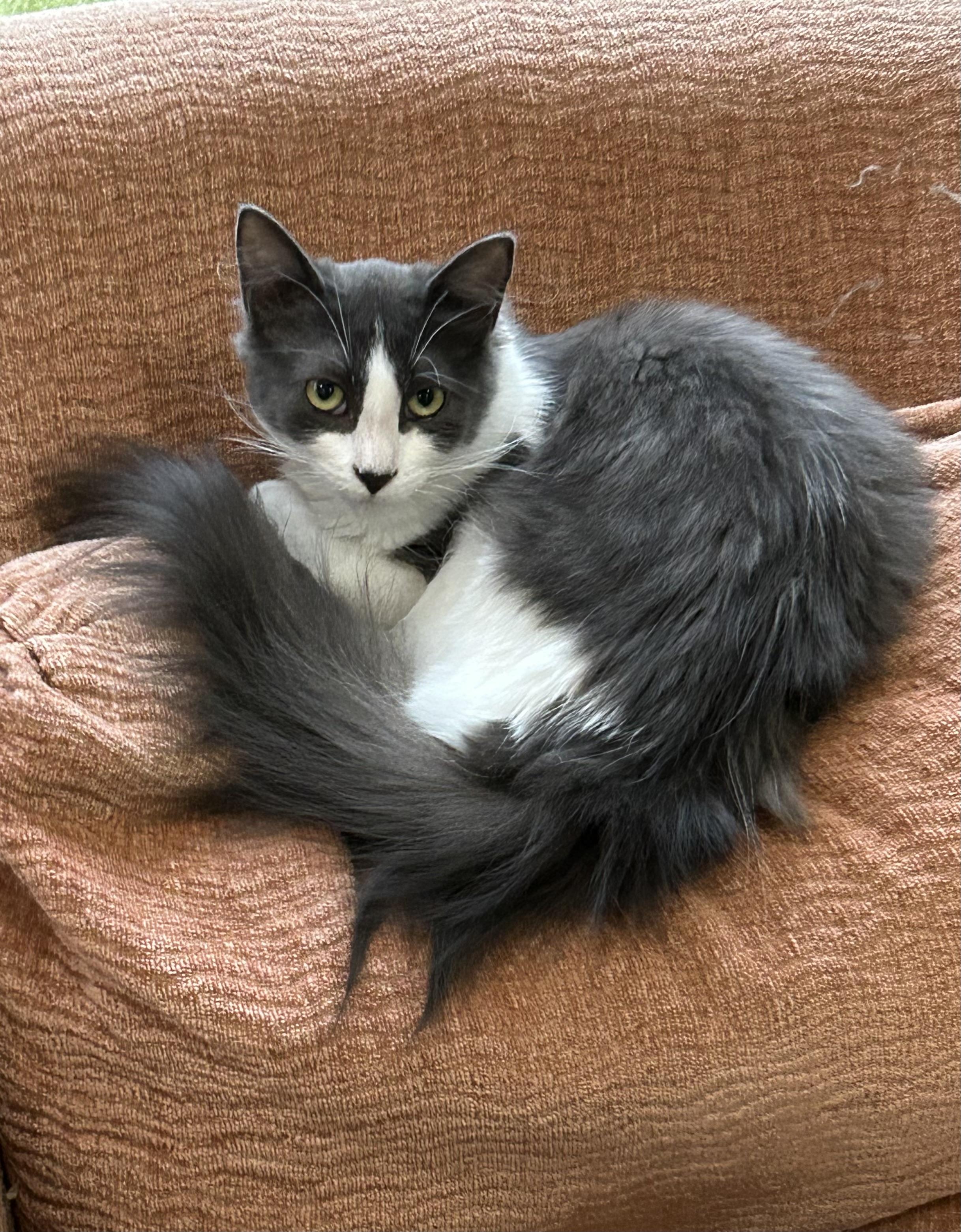 Enlarge Dream Weaver, a Adoptable mixed breed in Steinbach, MB image 4/6