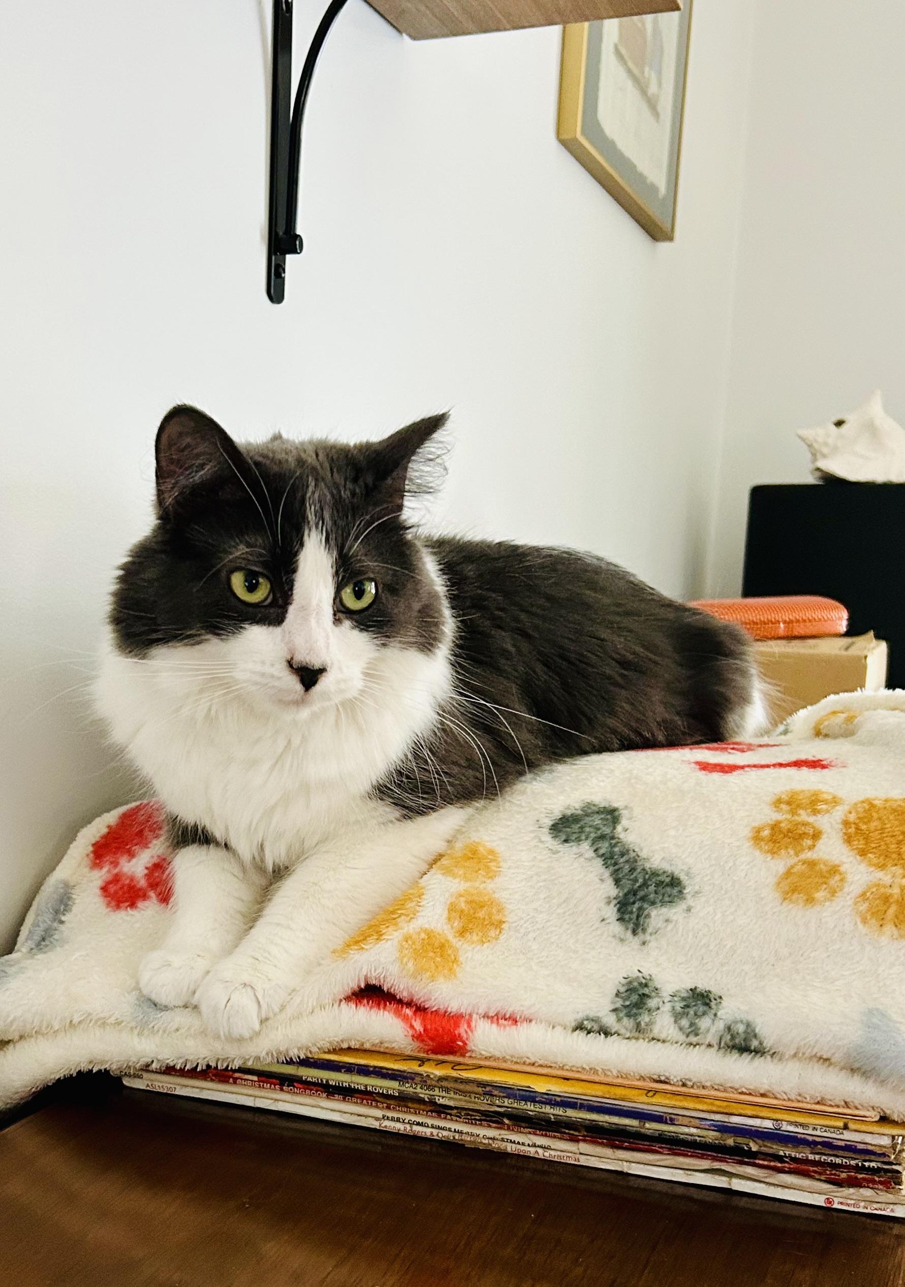 Enlarge Dream Weaver, a Adoptable mixed breed in Steinbach, MB image 5/6