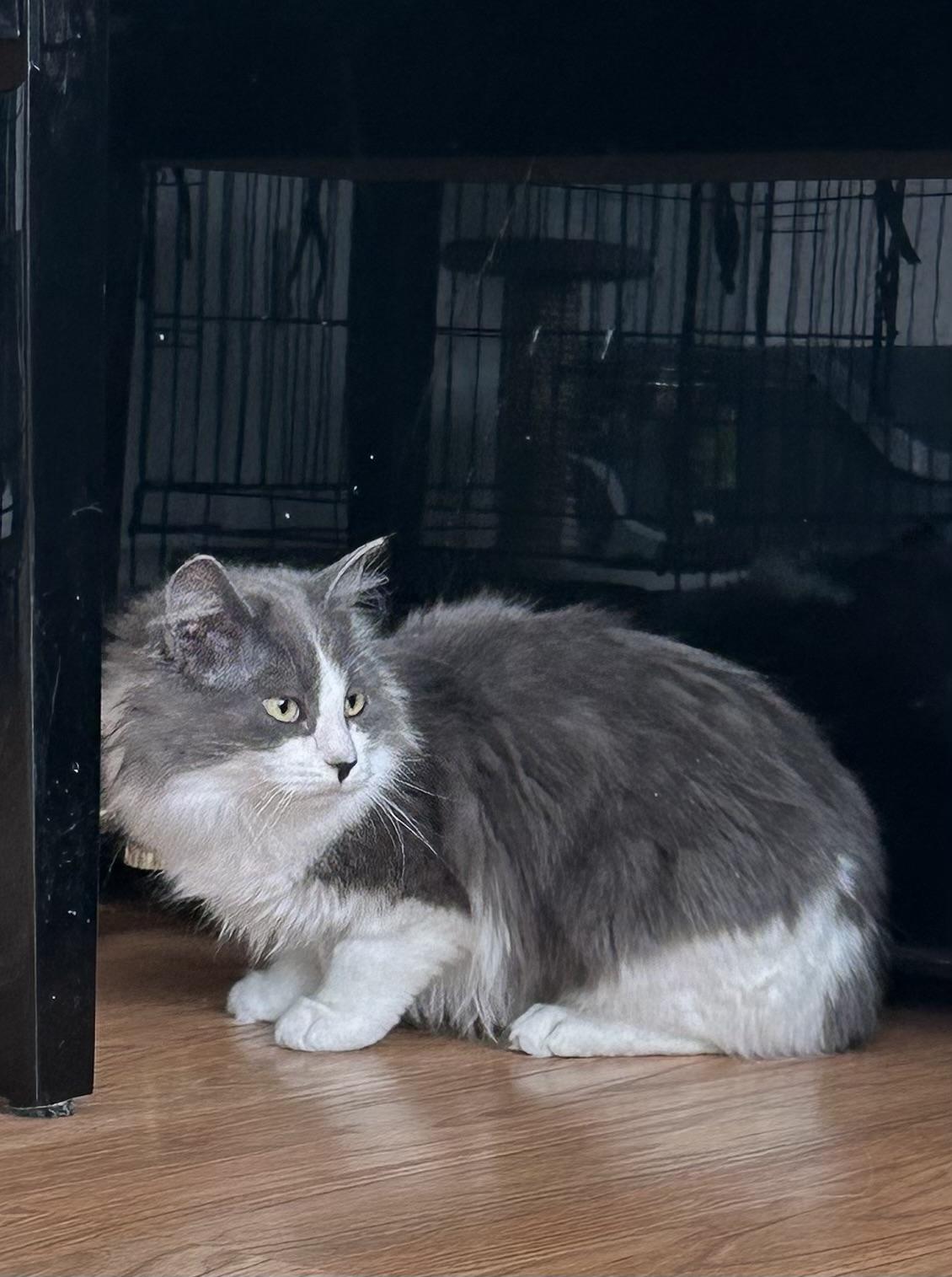 Dream Weaver, Adoptable, Young Female Domestic Medium Hair.