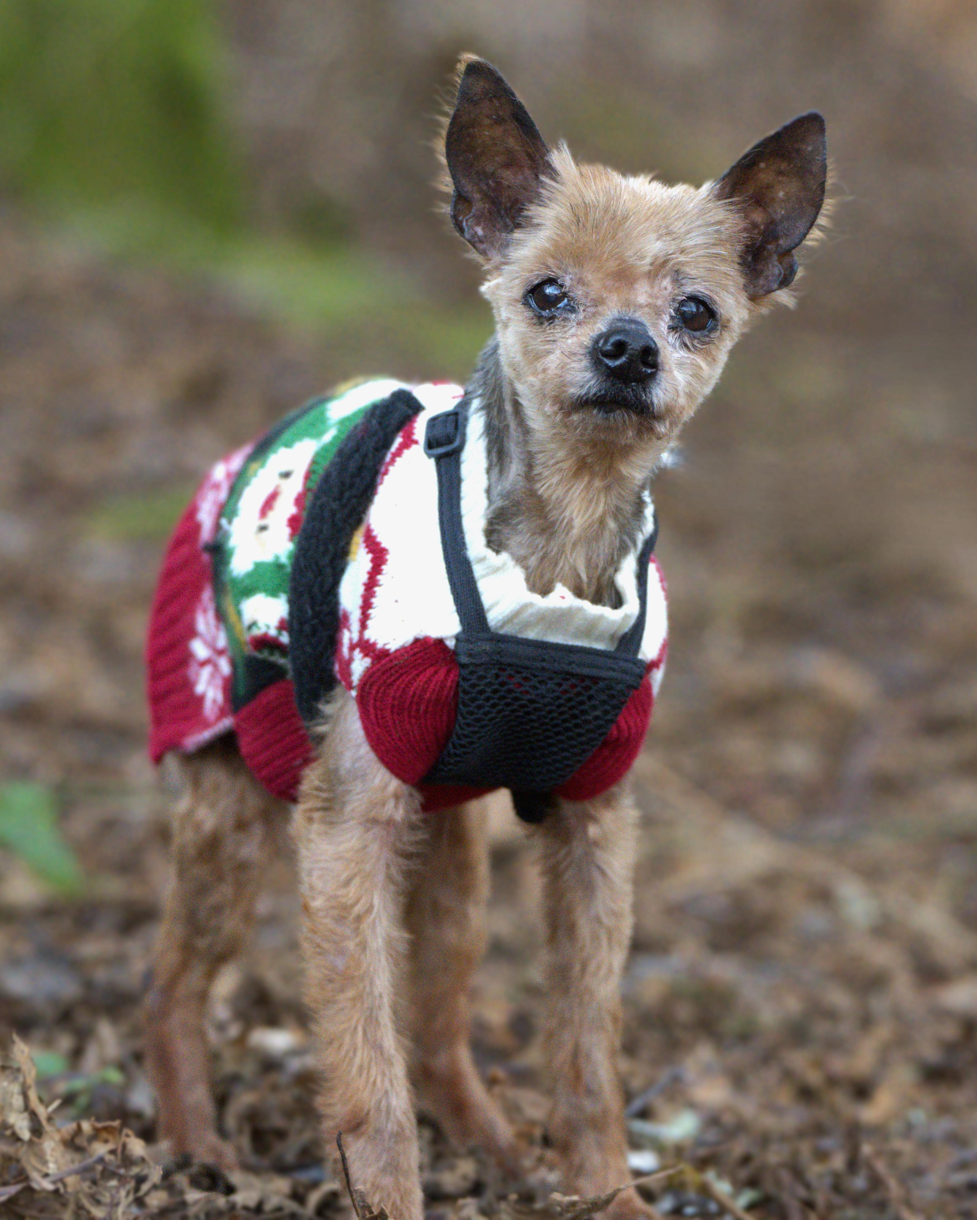 Enlarge Sunny - Senior, an adopted Silky Terrier in Hoquiam, WA image 2/5