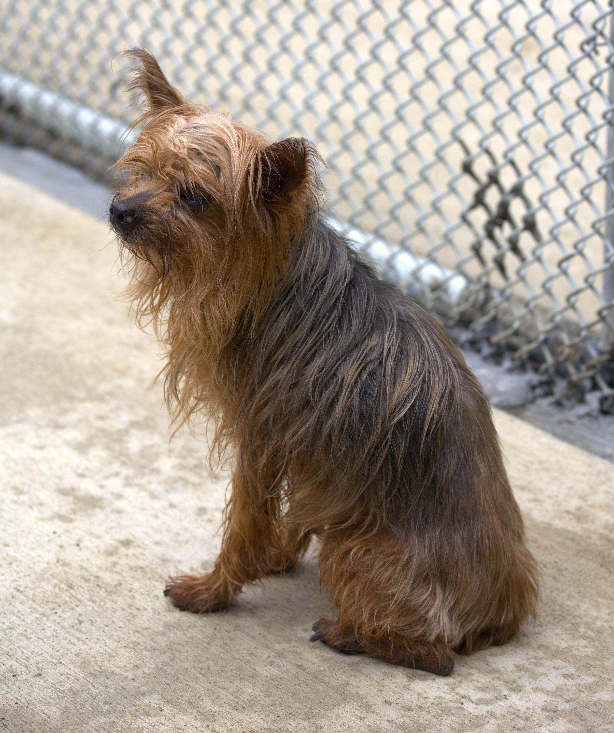 Sunny, Adoptable, Senior Male Silky Terrier.