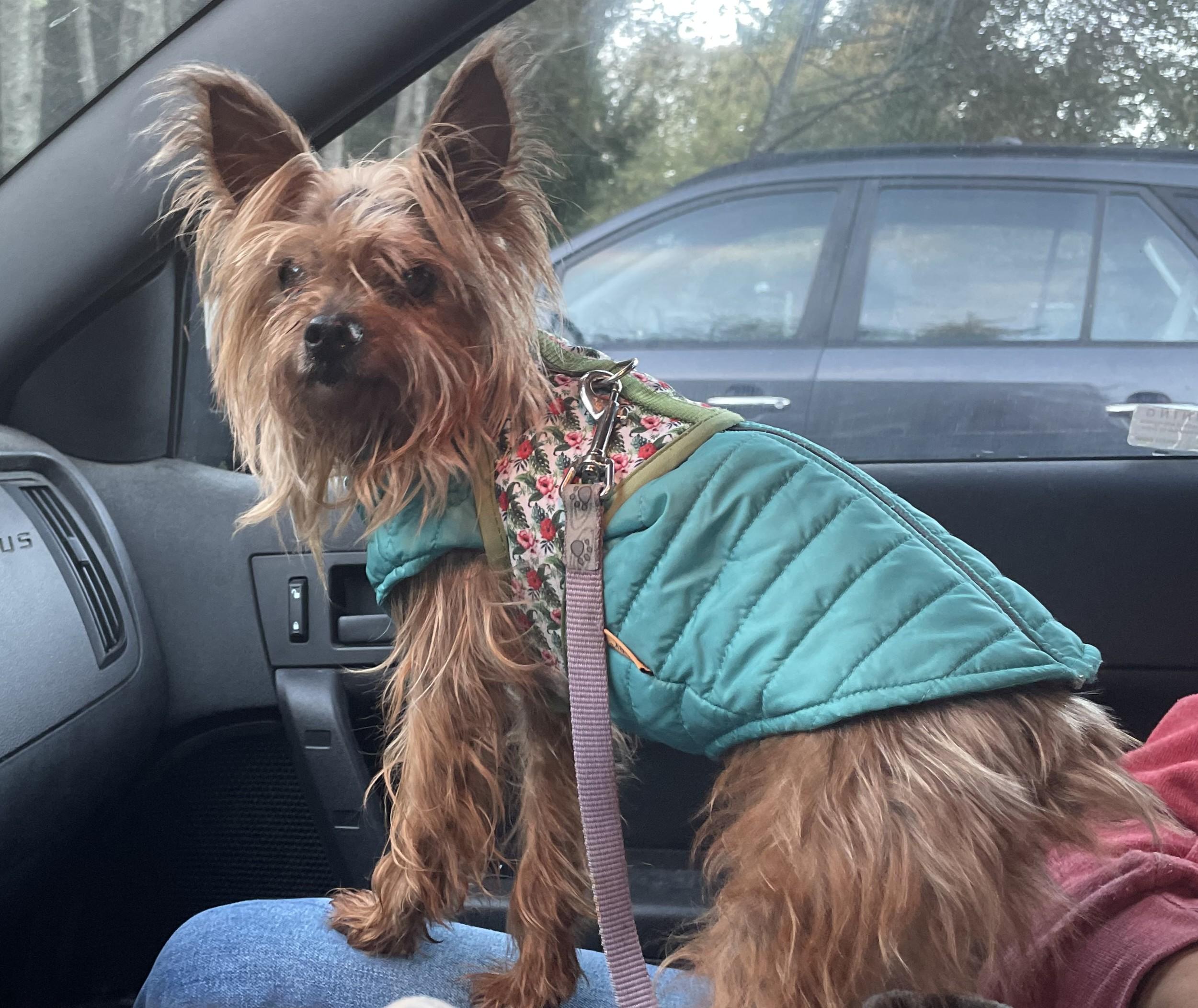 Sunny, a Adoptable Silky Terrier in Hoquiam, WA image 4/6