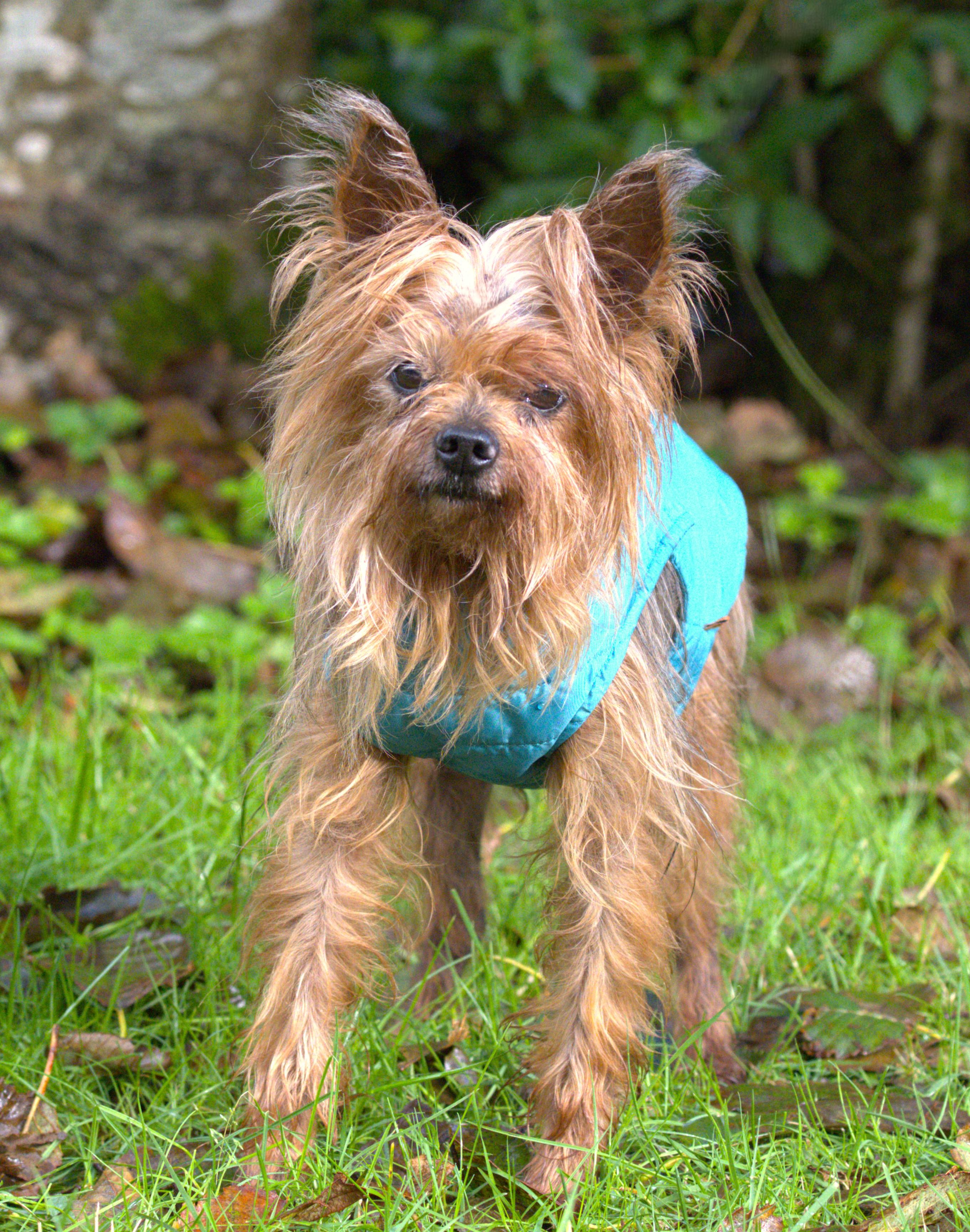 Sunny, a Adoptable Silky Terrier in Hoquiam, WA image 2/6
