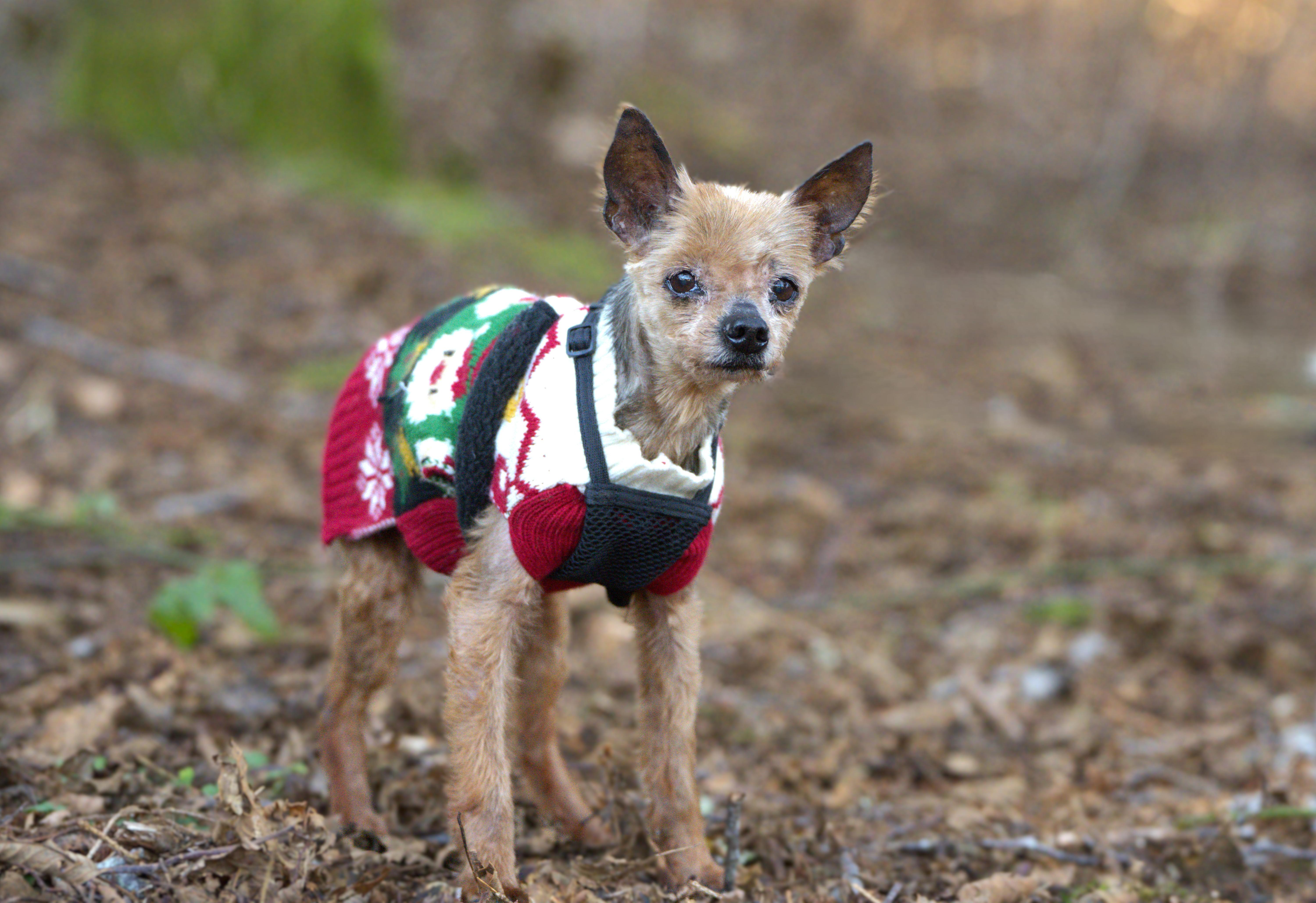 Enlarge Sunny - Senior, an adopted Silky Terrier in Hoquiam, WA image 3/5