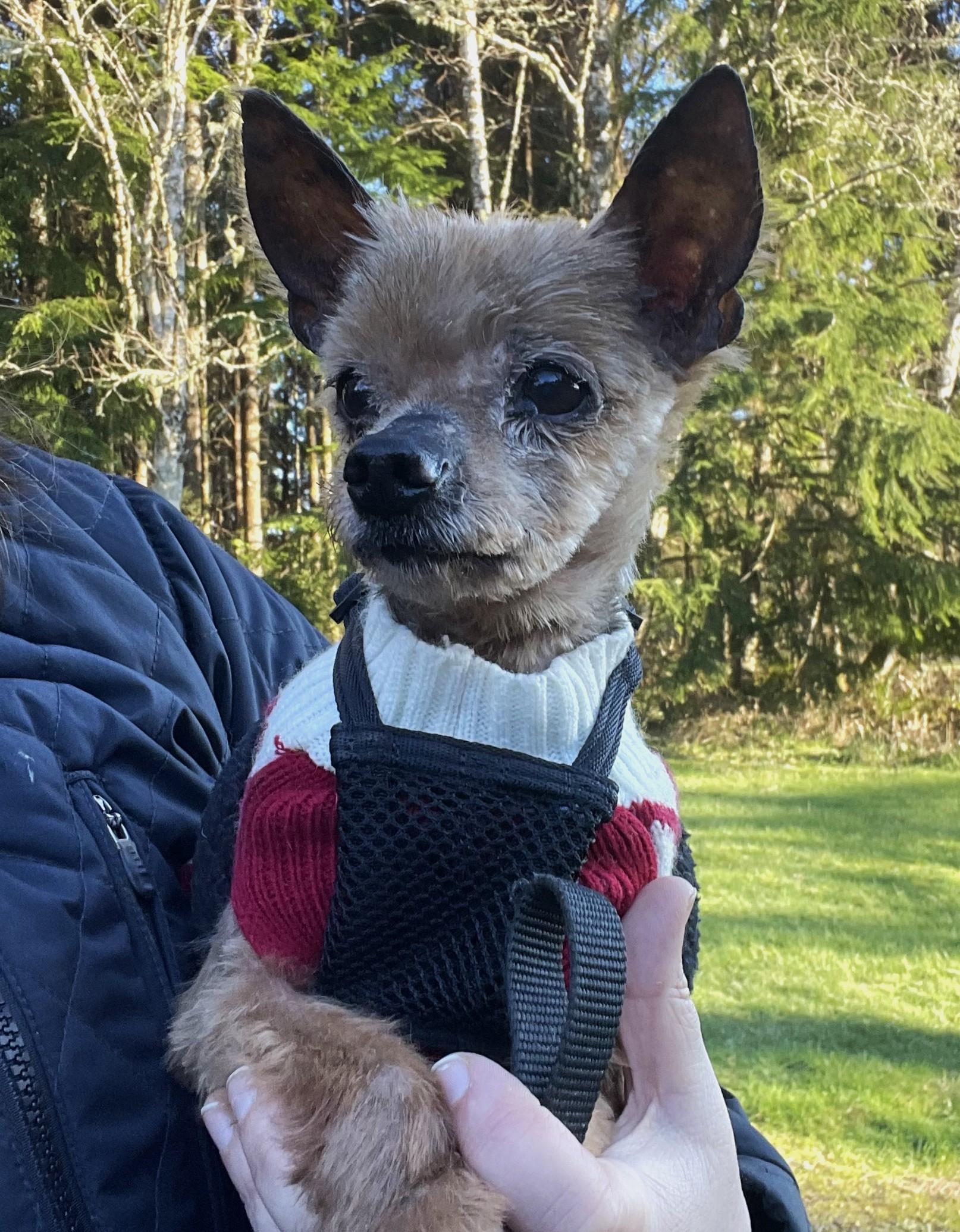 Enlarge Sunny - Senior, an adopted Silky Terrier in Hoquiam, WA image 4/5
