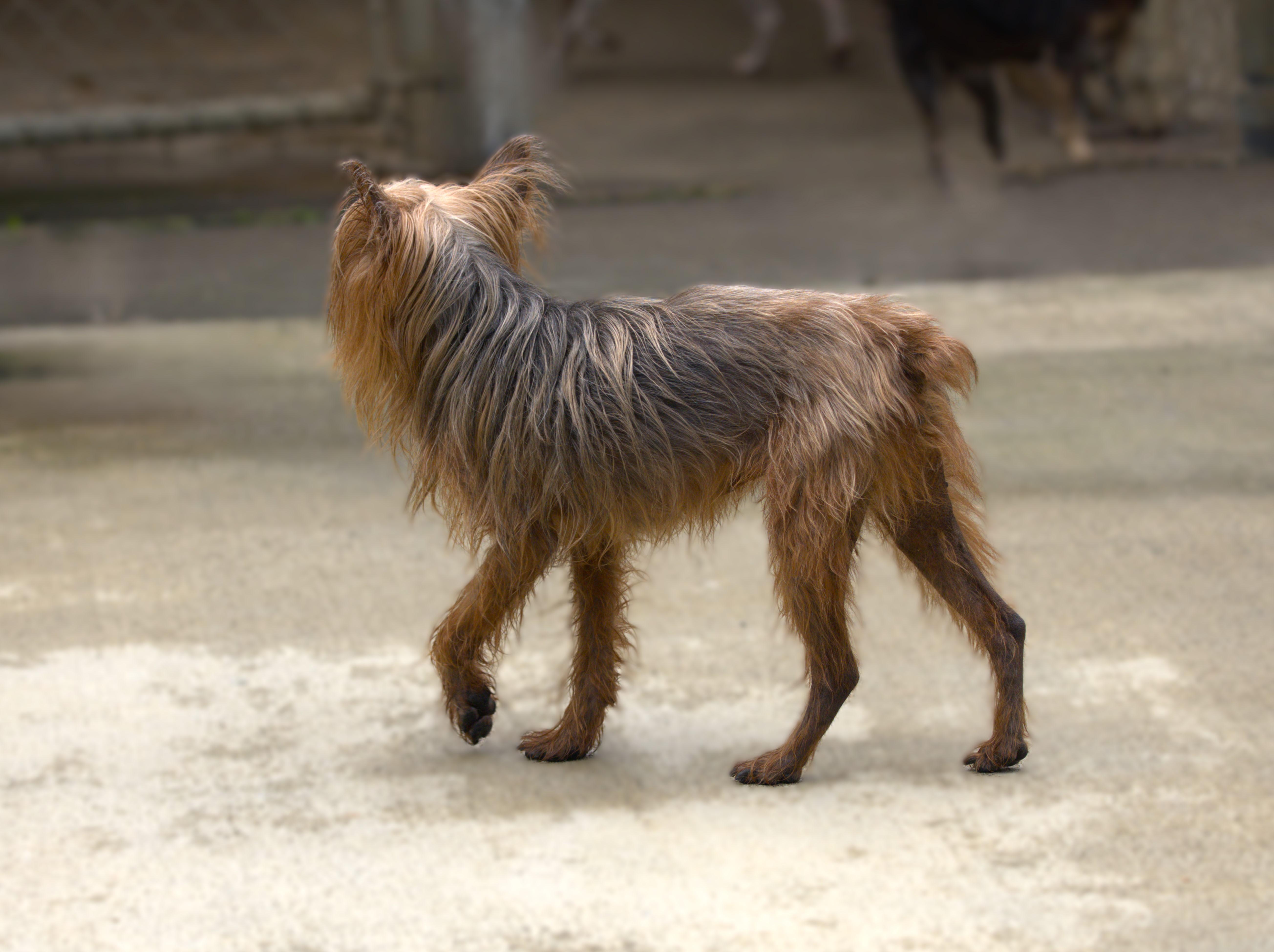 Sunny, a Adoptable Silky Terrier in Hoquiam, WA image 6/6