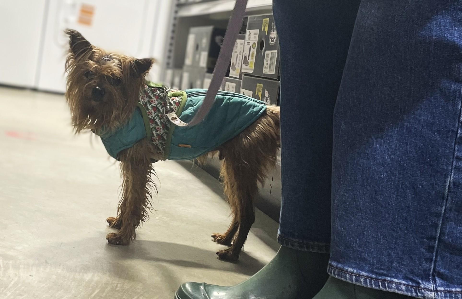 Sunny, a Adoptable Silky Terrier in Hoquiam, WA image 5/6