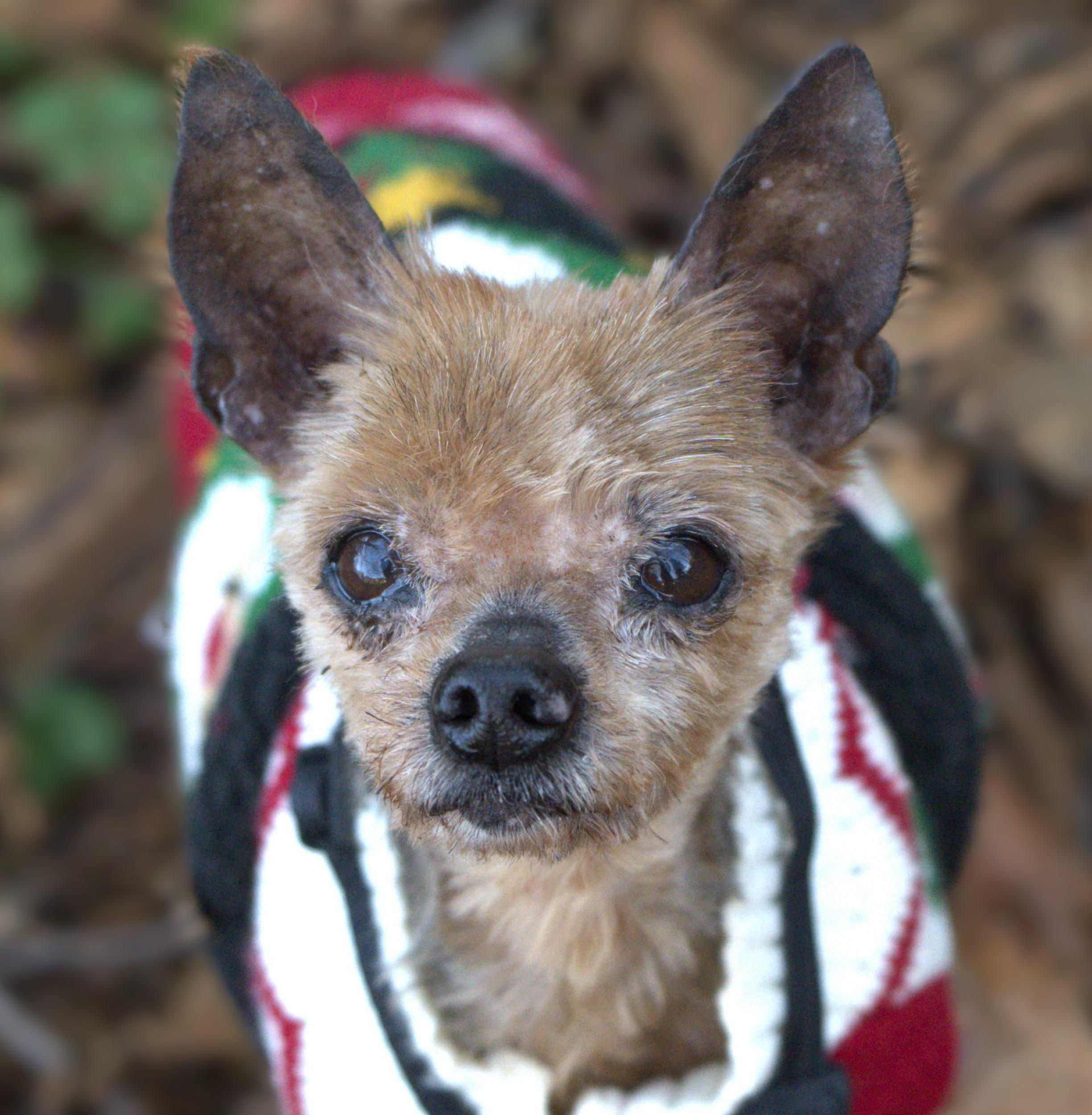 Enlarge Sunny - Senior, an adopted Silky Terrier in Hoquiam, WA image 1/5