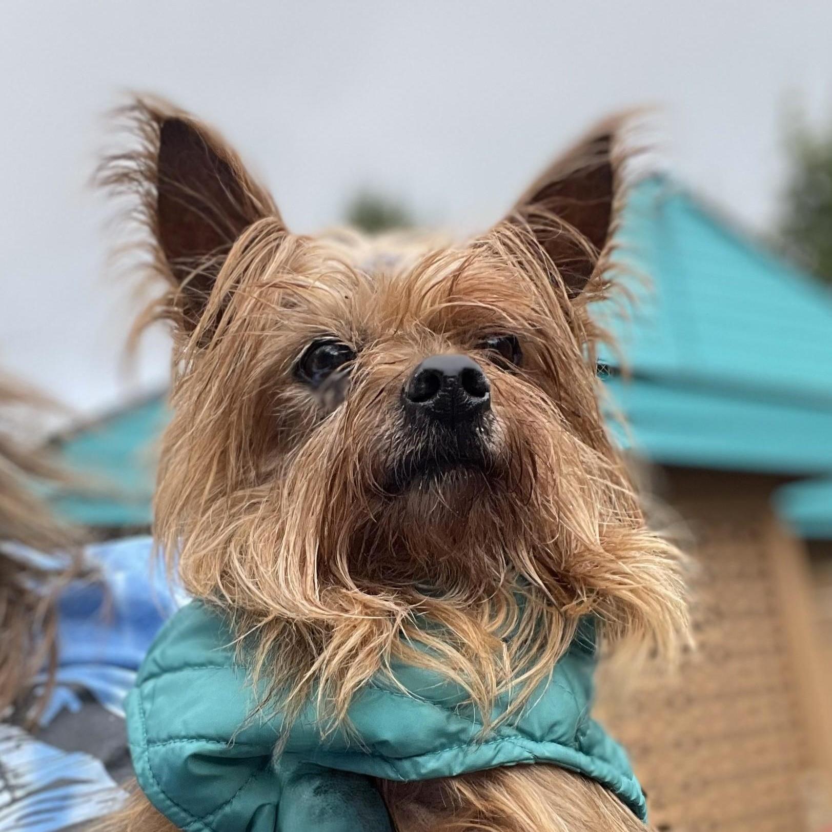 Enlarge Sunny - Senior, an adopted Silky Terrier in Hoquiam, WA image 5/5