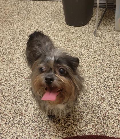 Mia, Adoptable, Adult Female Mixed Breed & Mixed Breed.