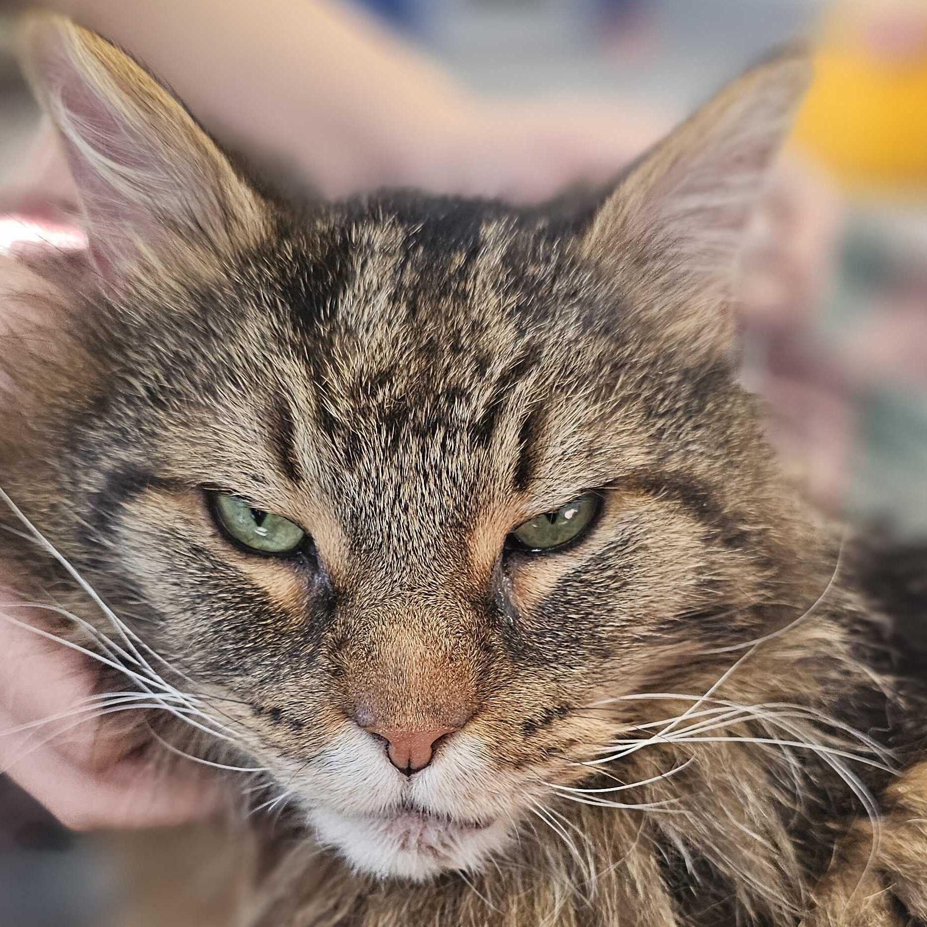 Dopey, an adoptable Domestic Long Hair in North Haven, CT image 1/3