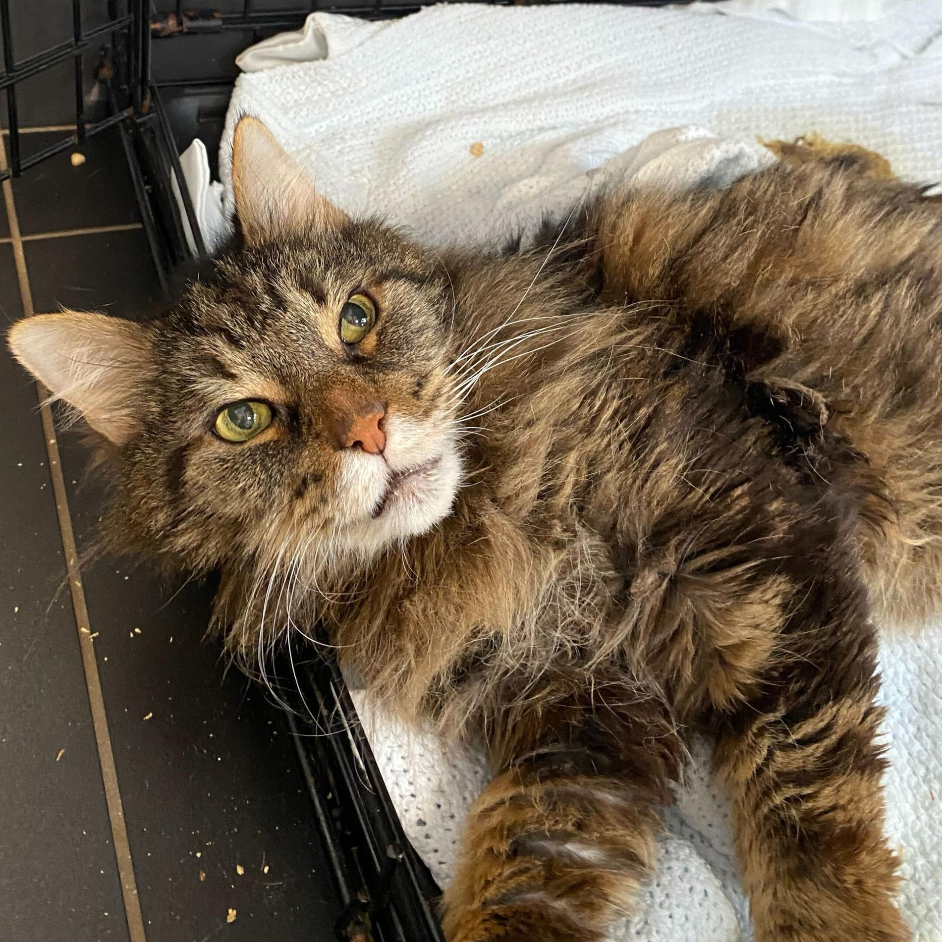 Dopey, an adoptable Domestic Long Hair in North Haven, CT image 2/3