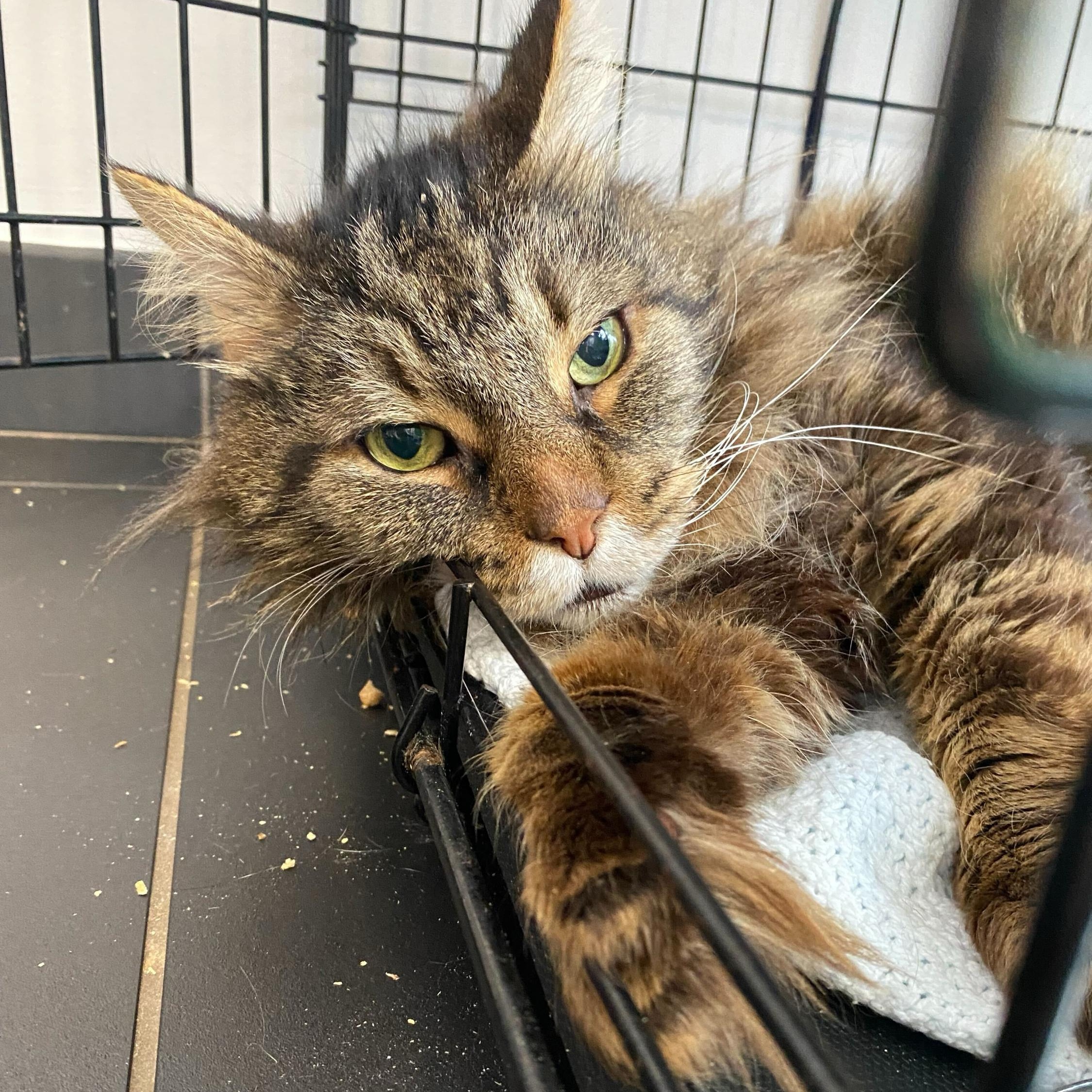 Dopey, an adoptable Domestic Long Hair in North Haven, CT image 3/3