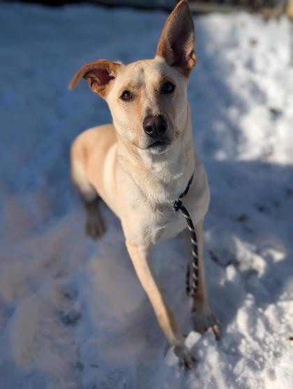 Enlarge Bean, a Adoptable mixed breed in Bensalem, PA image 2/3