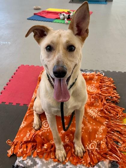 Bean, Adoptable, Young Male Greyhound & Mixed Breed.