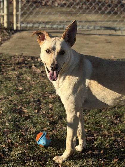 Enlarge Bean, a Adoptable mixed breed in Bensalem, PA image 1/3