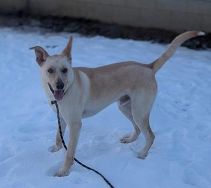Enlarge Bean, a Adoptable mixed breed in Bensalem, PA image 3/3