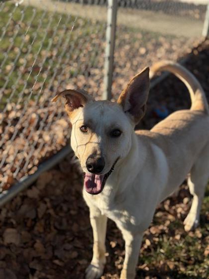 Enlarge Bean, a Adoptable mixed breed in Bensalem, PA image 2/3