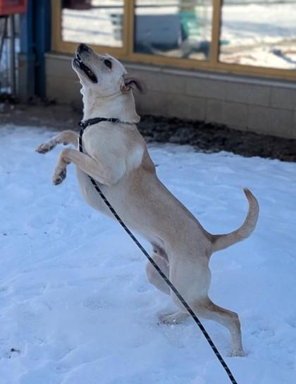 Enlarge Bean, a Adoptable mixed breed in Bensalem, PA image 3/3