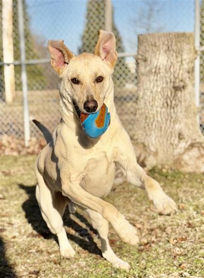 Enlarge Bean, a Adoptable mixed breed in Bensalem, PA image 3/3
